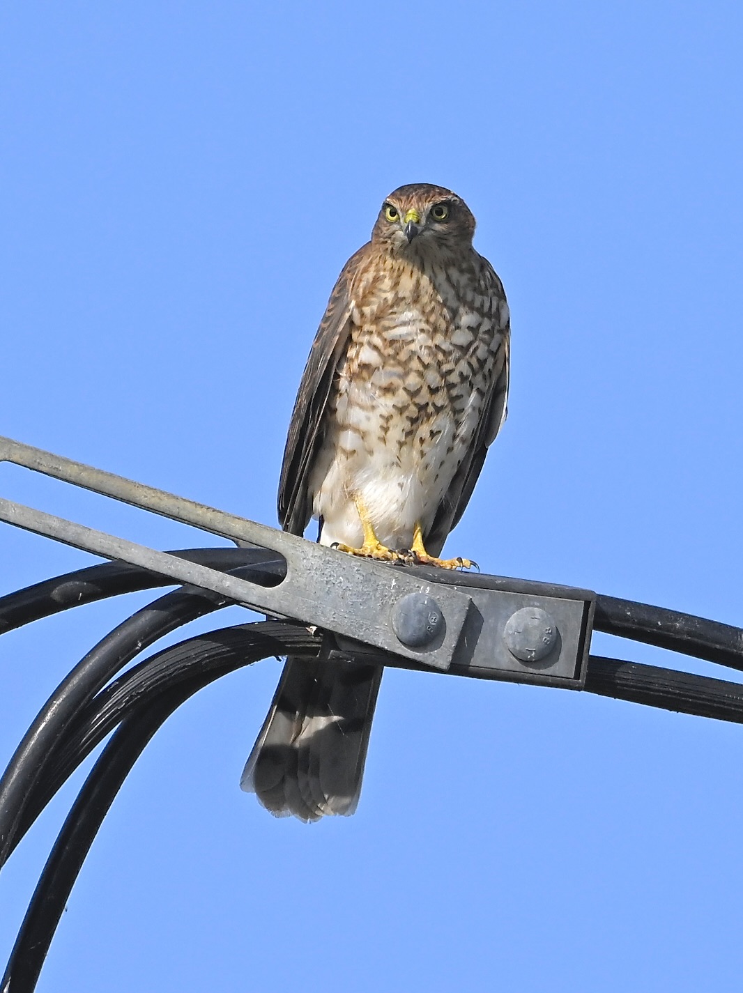 Sparrowhawk - 30-08-2024