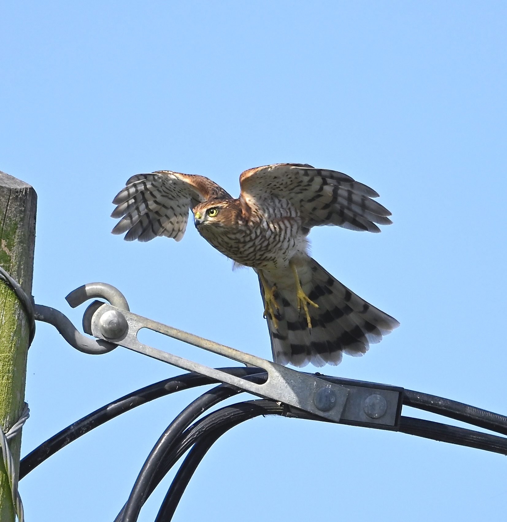 Sparrowhawk - 30-08-2024