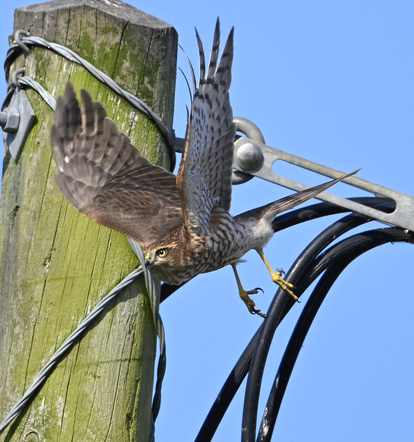 Sparrowhawk - 30-08-2024