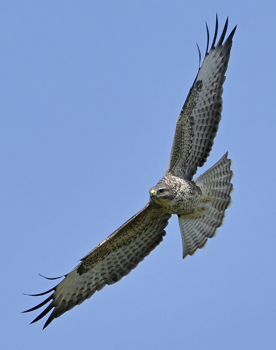 Buzzard - 01-09-2024