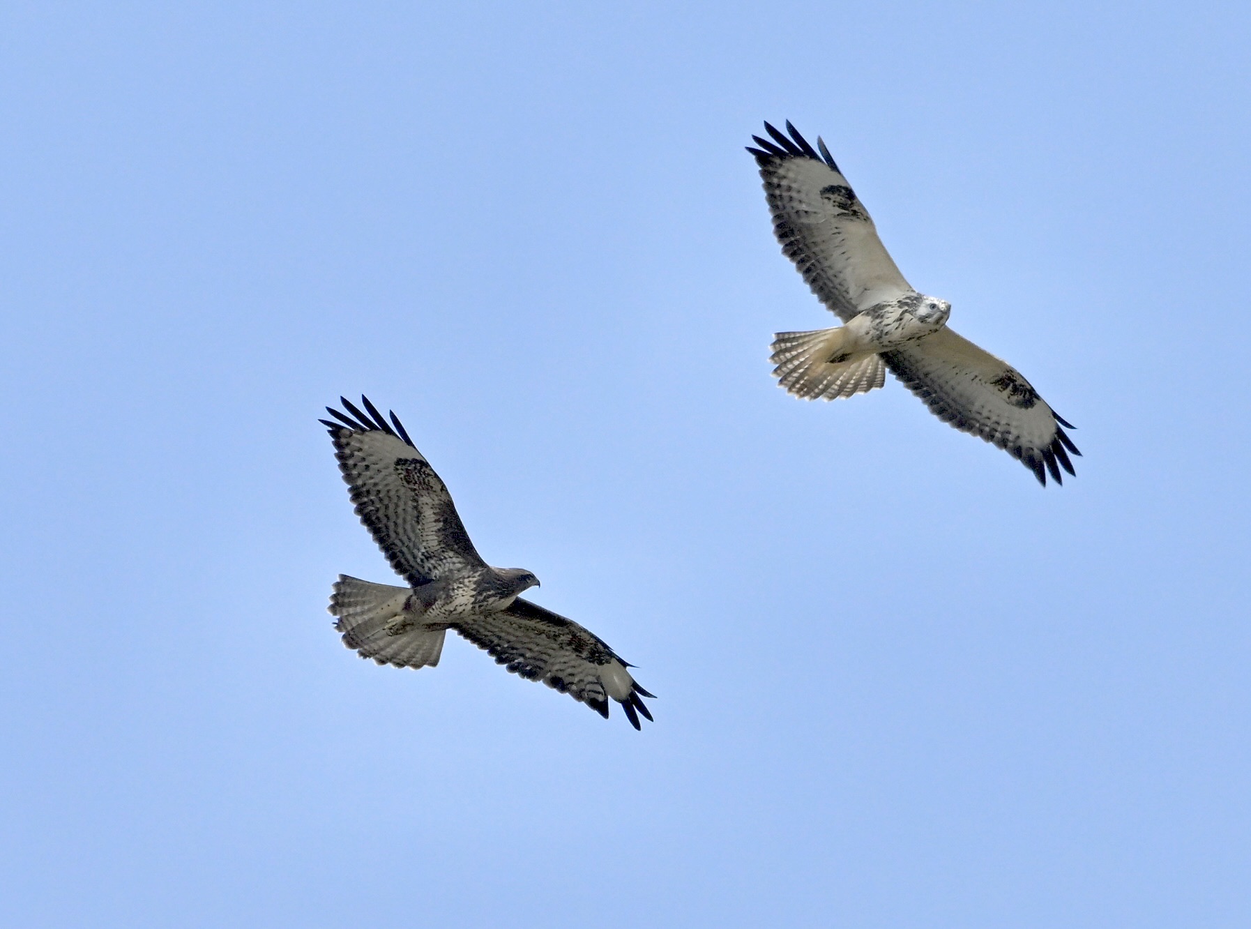 Buzzard - 01-09-2024