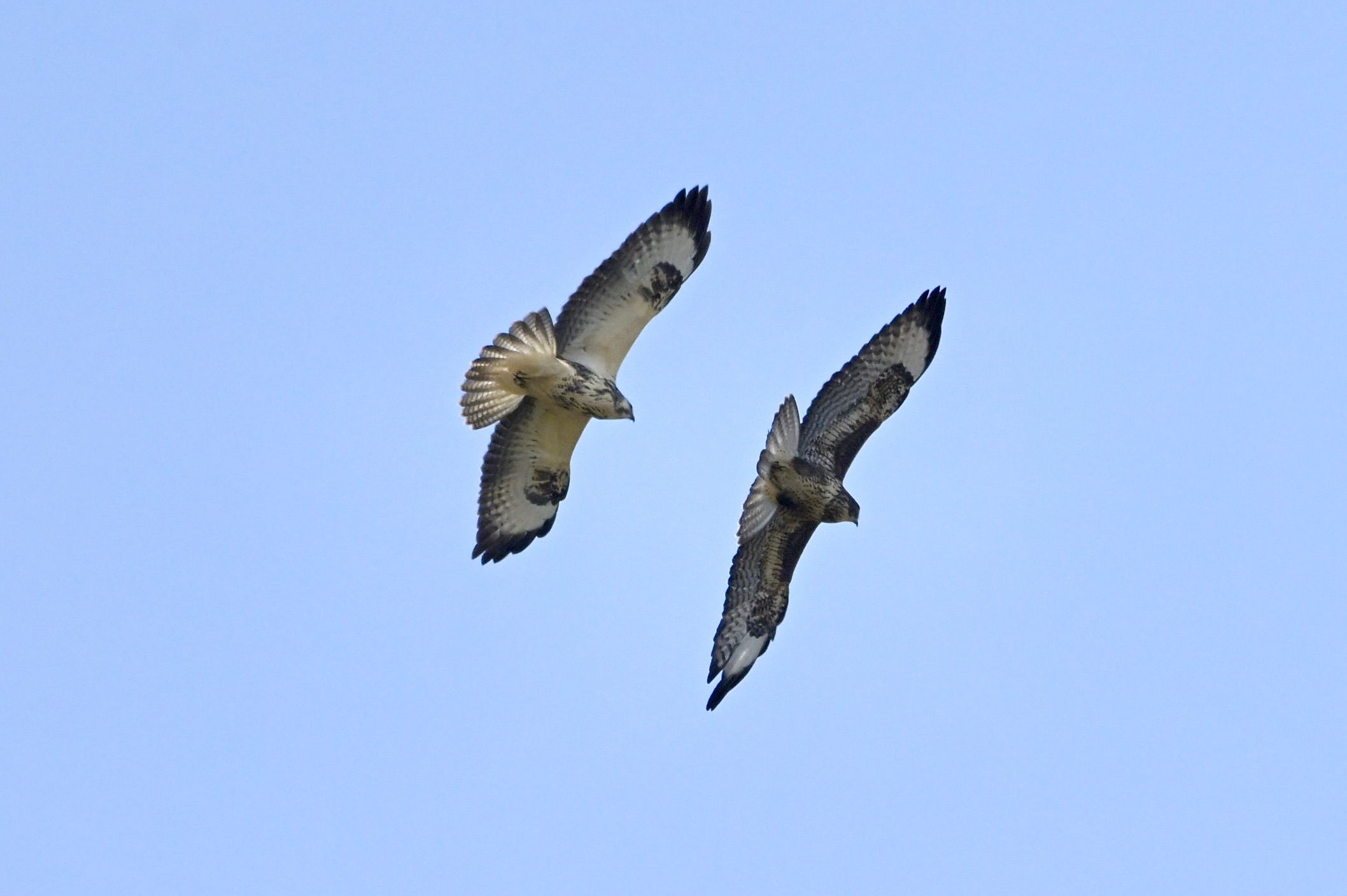 Buzzard - 01-09-2024