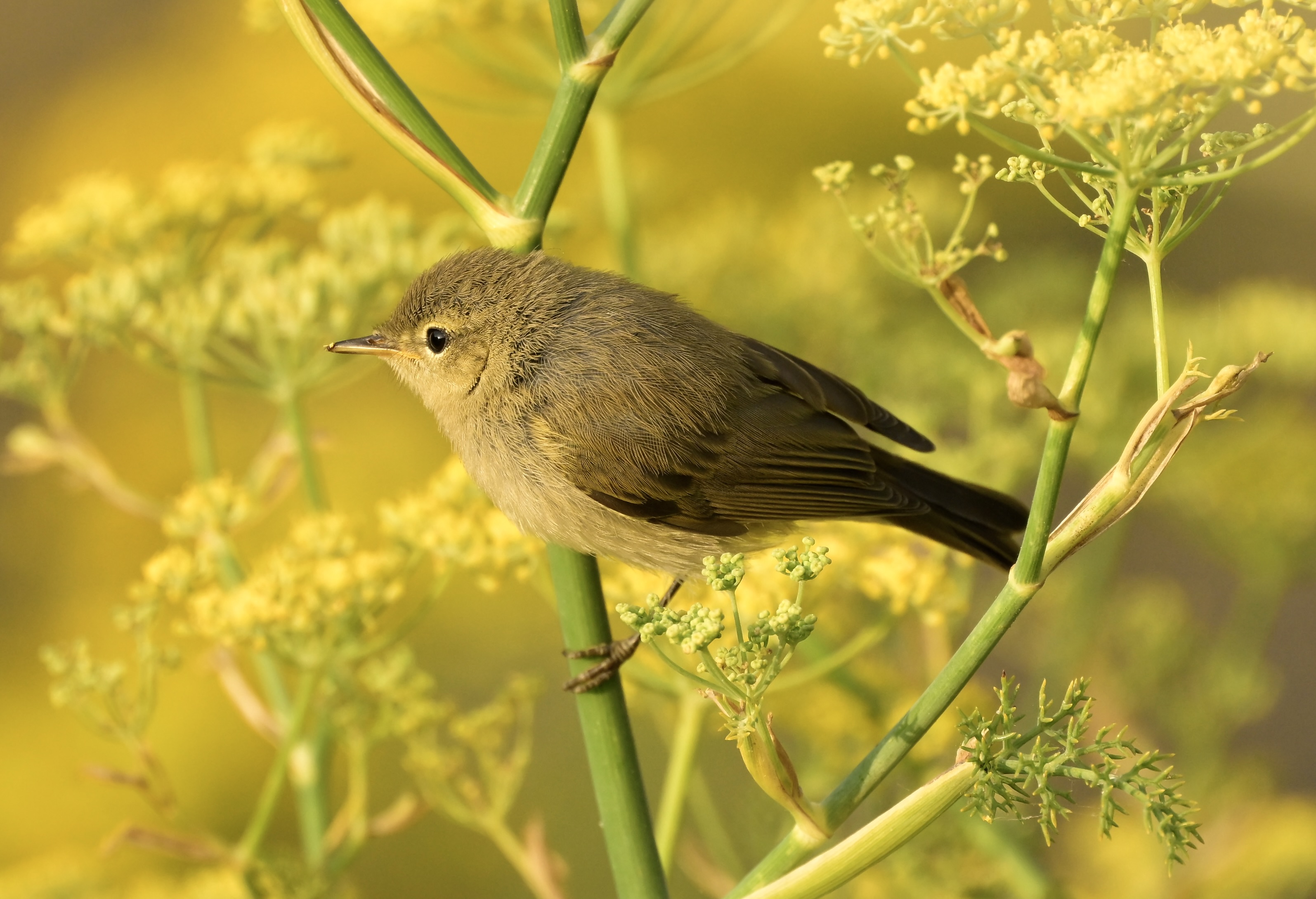 Chiffchaff - 23-07-2026