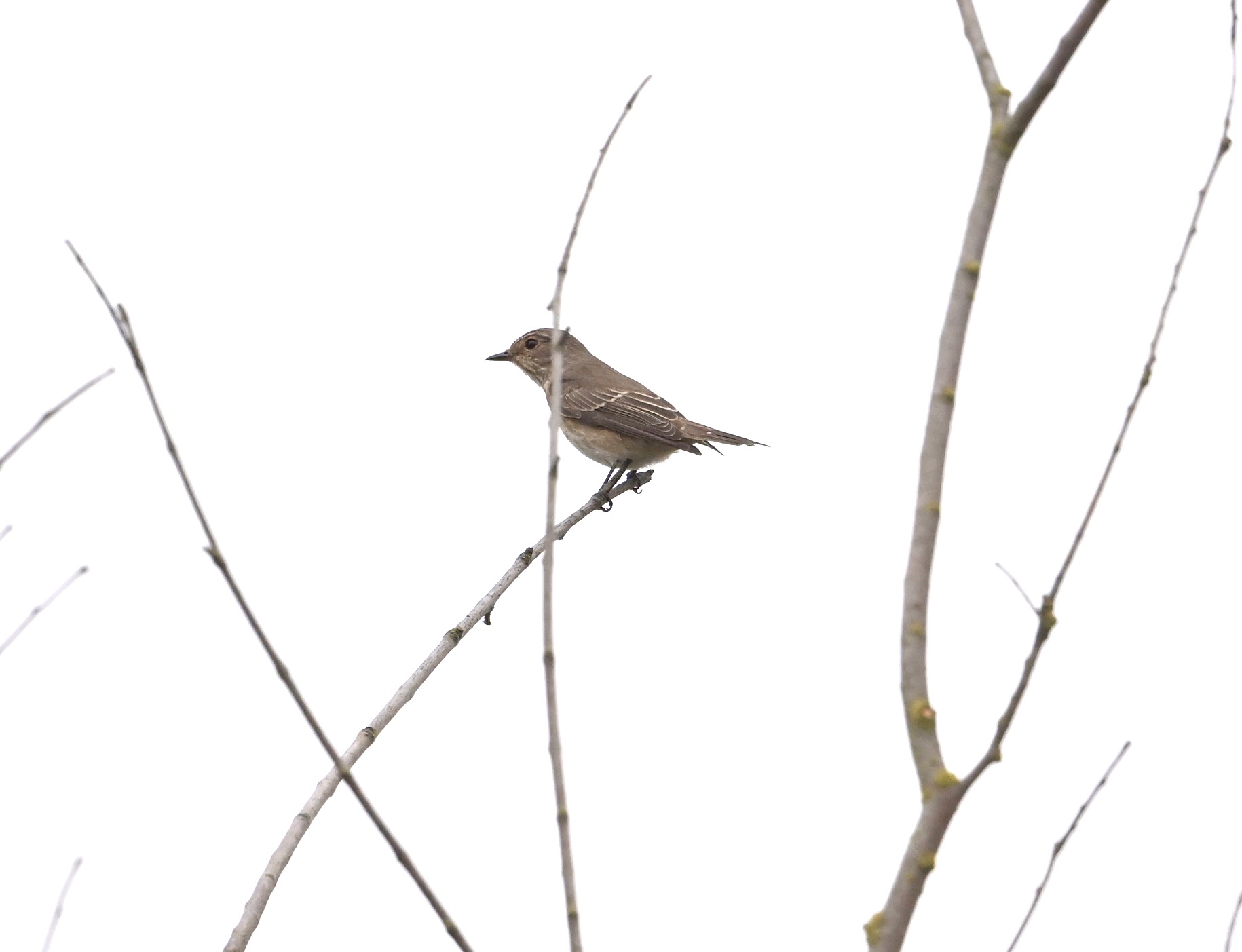 Spotted Flycatcher - 02-09-2024