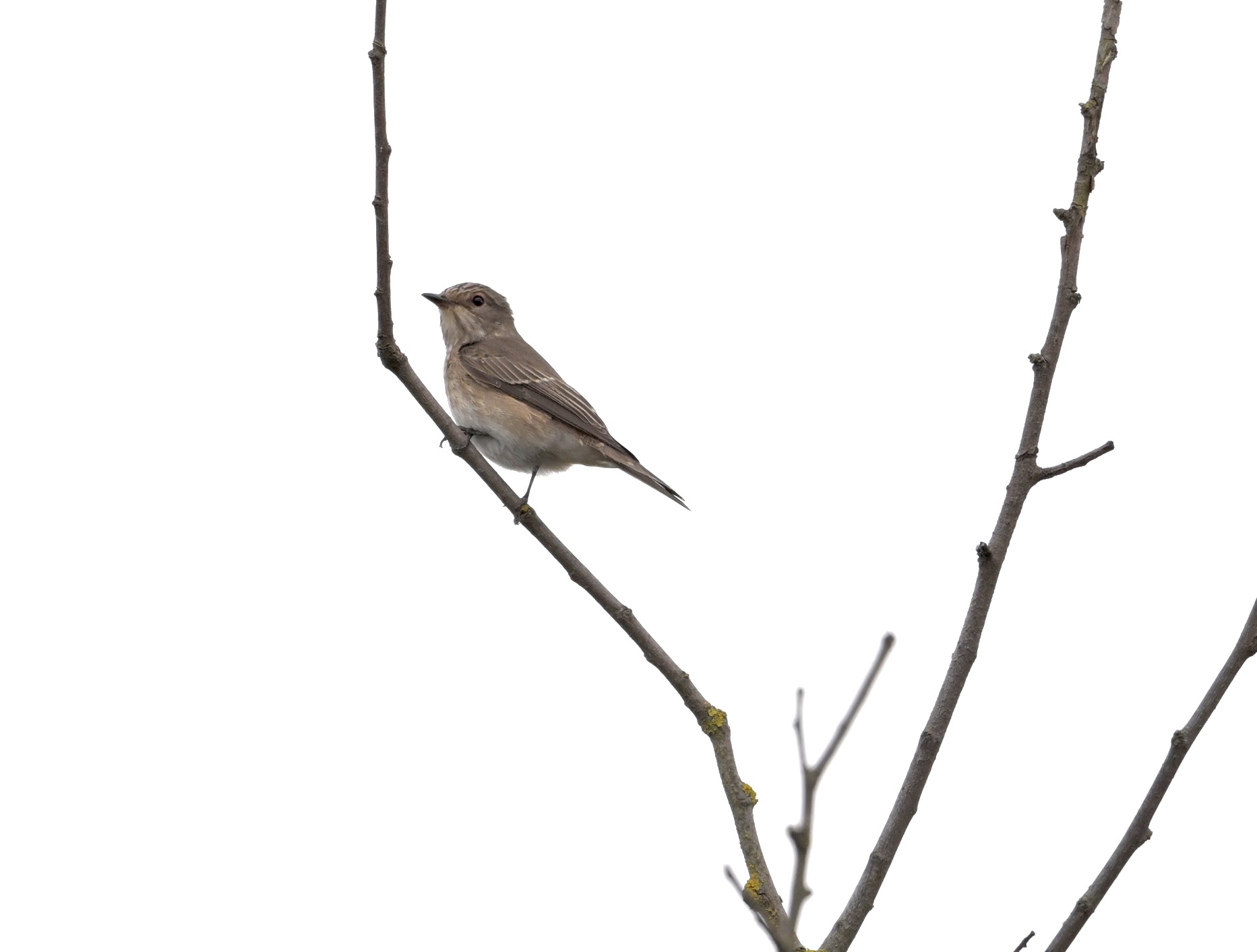 Spotted Flycatcher - 02-09-2024