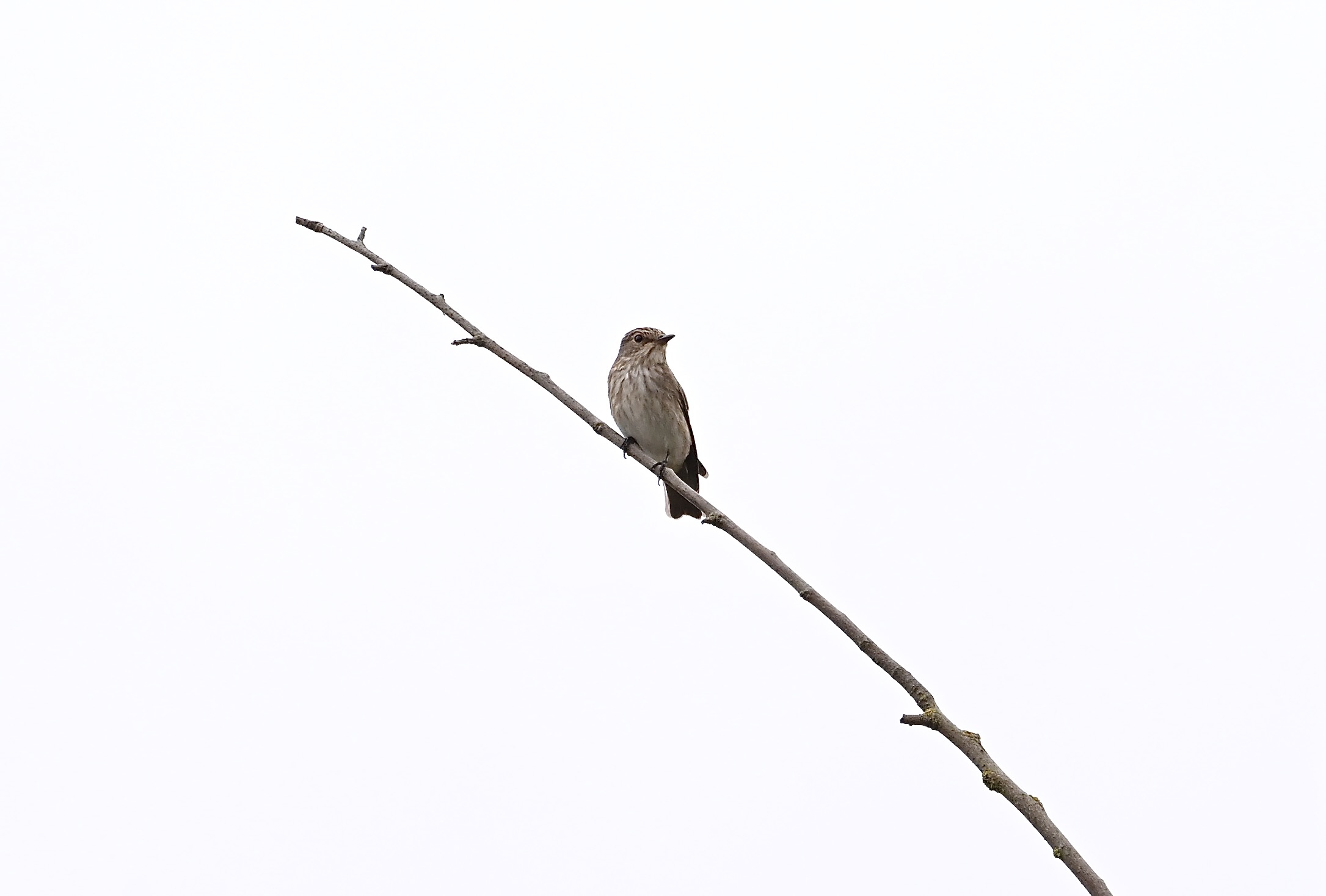 Spotted Flycatcher - 02-09-2024