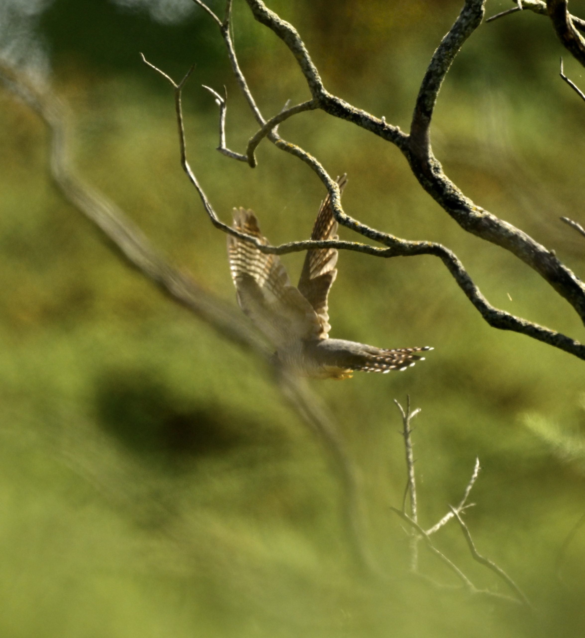 Cuckoo - 25-07-2026