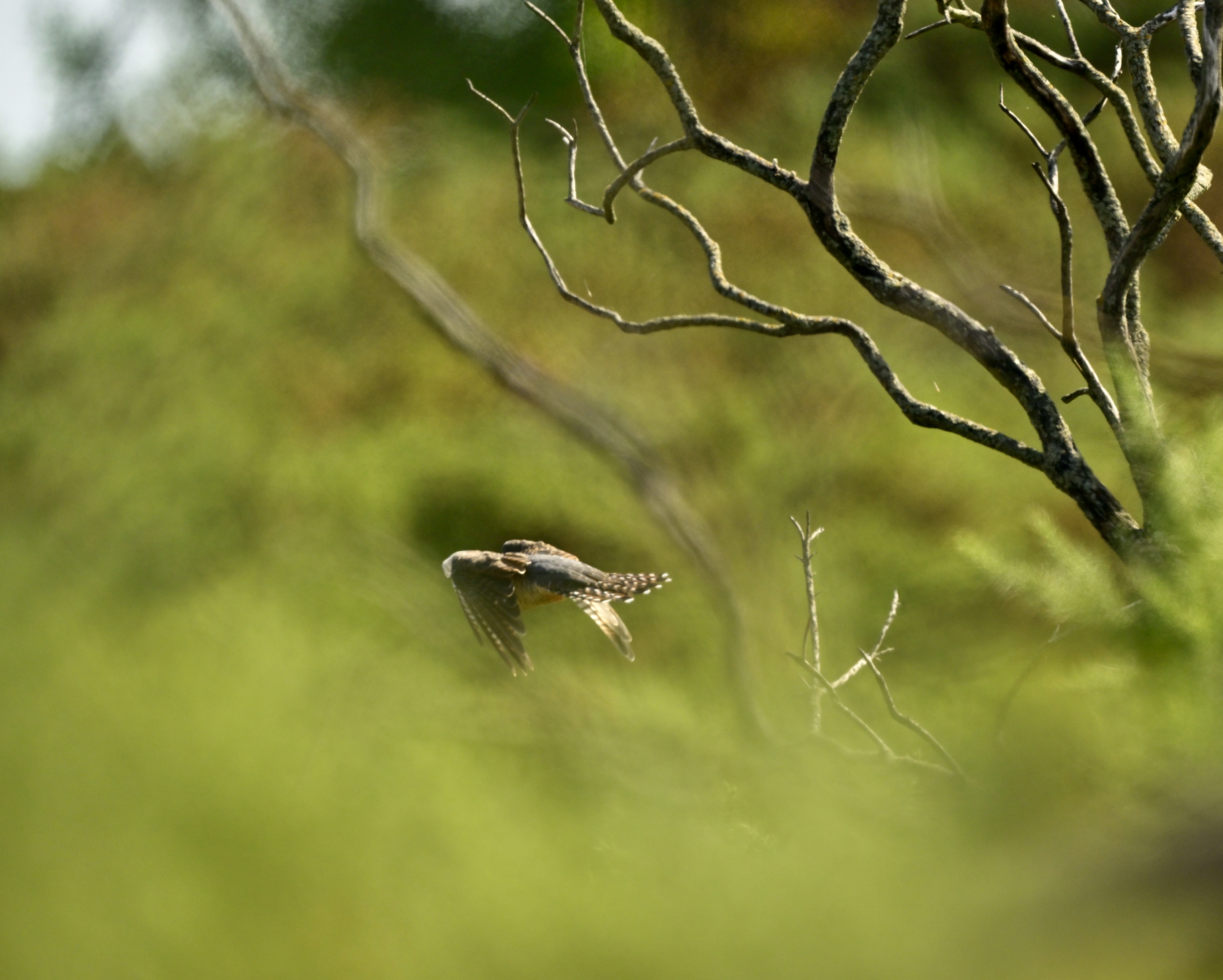 Cuckoo - 25-07-2026