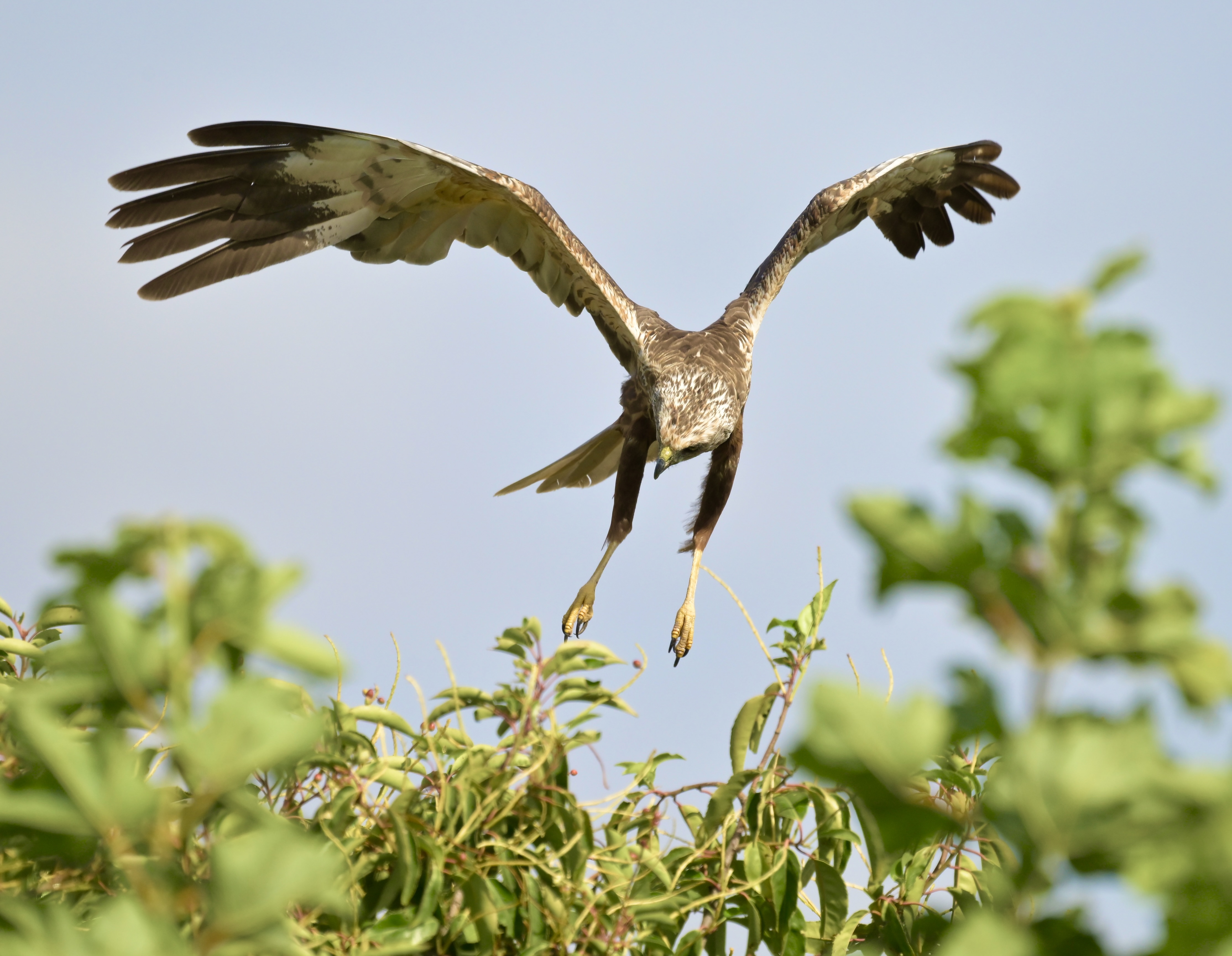 Marsh Harrier - 25-07-2026