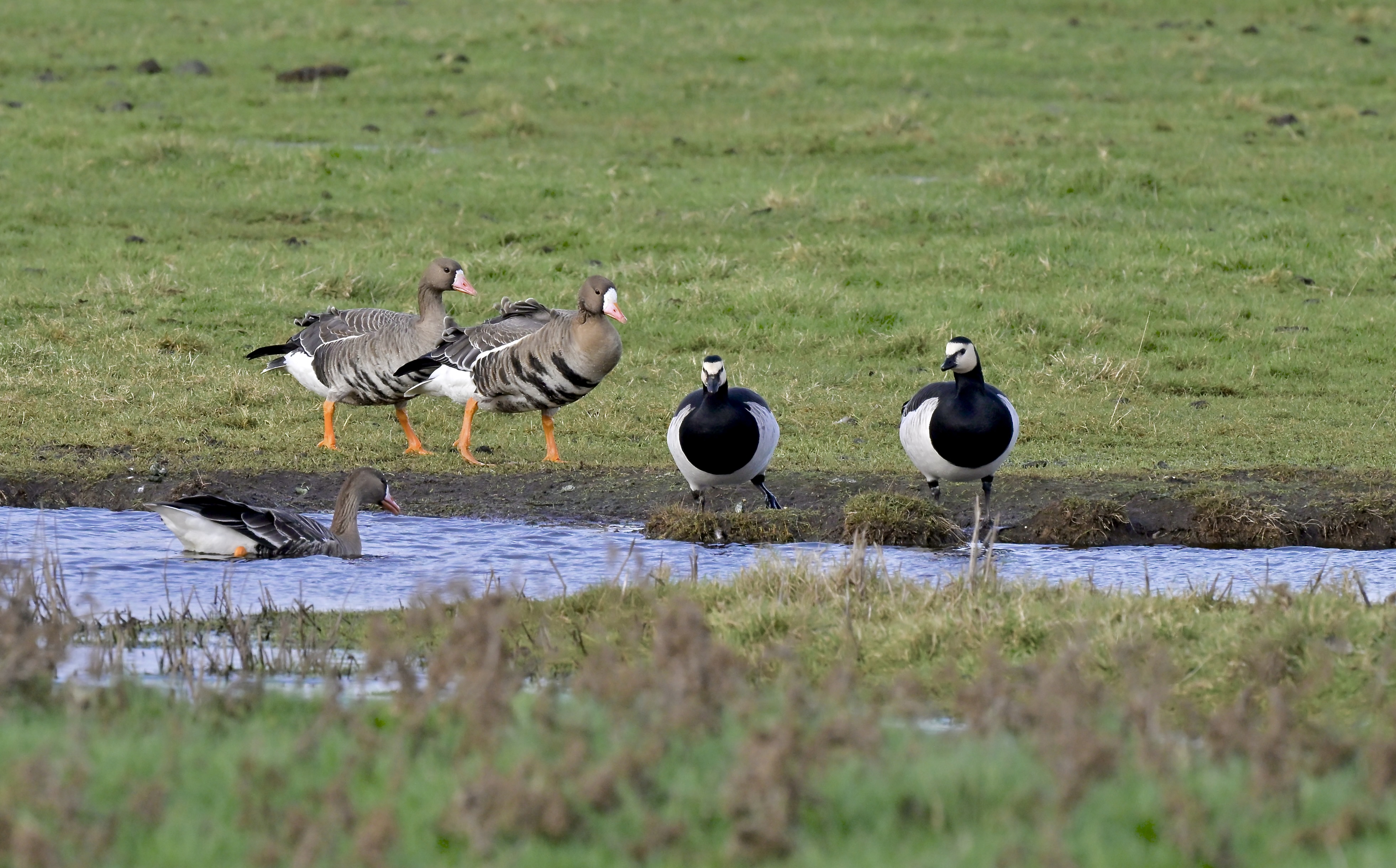 White-fronted Goose (Eurasian) - 18-02-2026