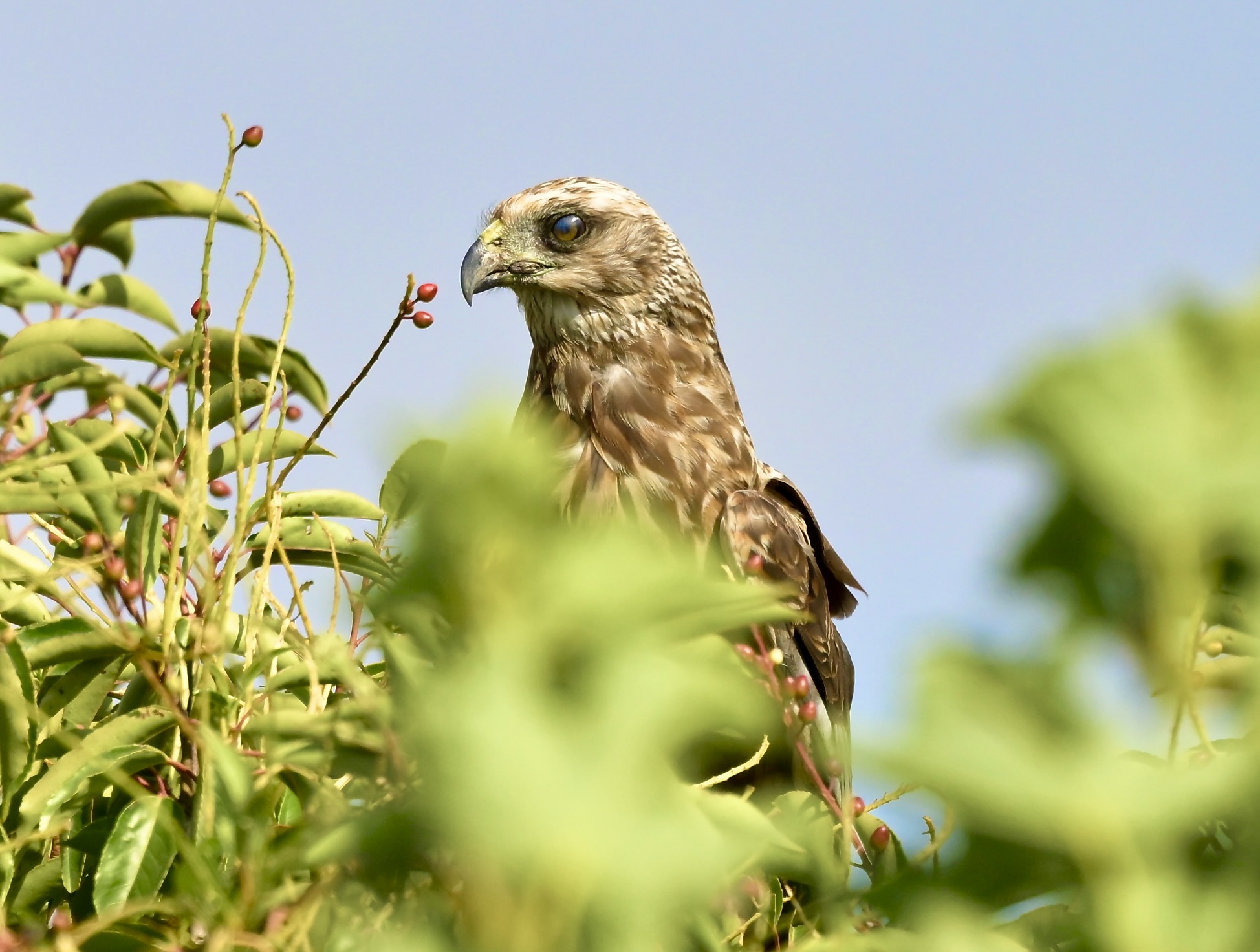 Marsh Harrier - 25-07-2026