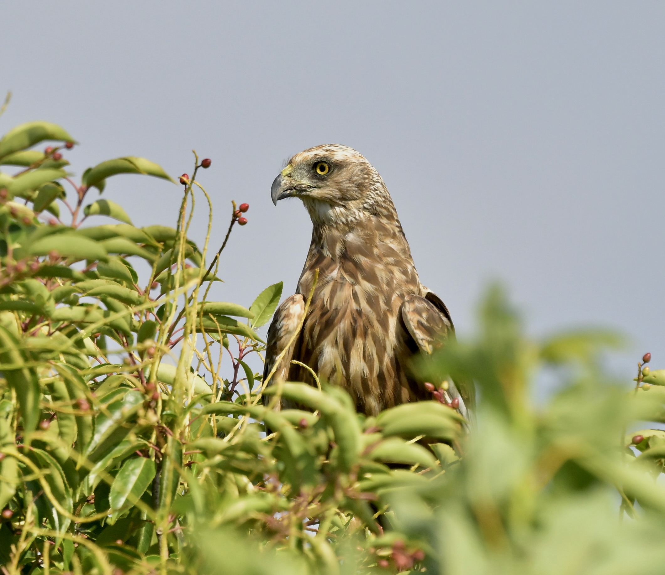 Marsh Harrier - 25-07-2026