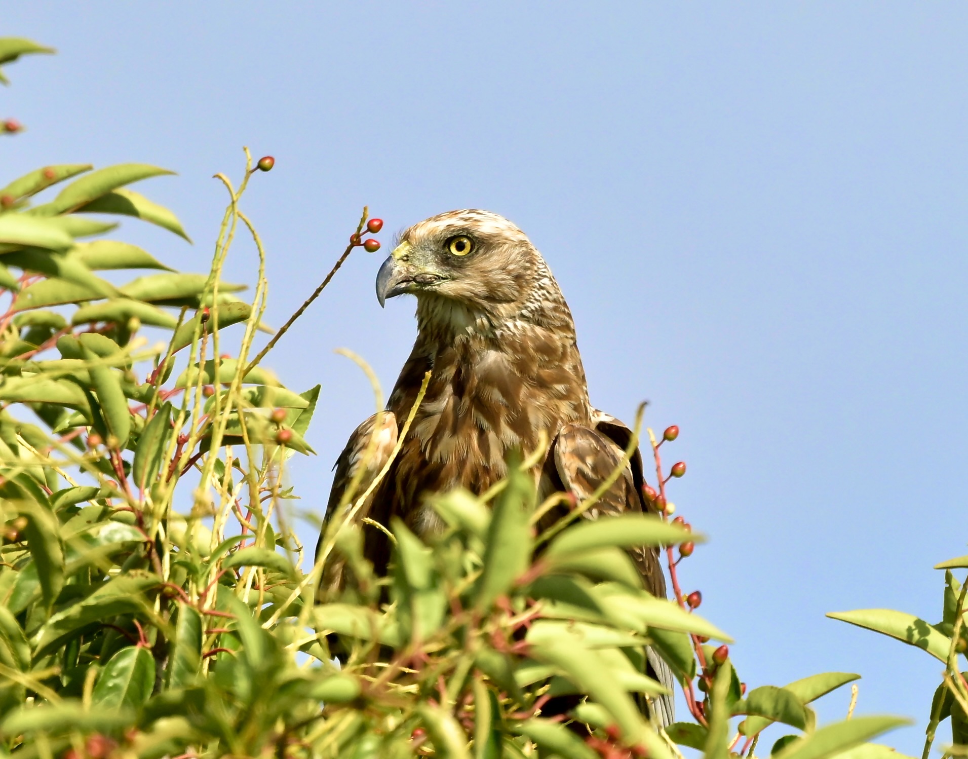 Marsh Harrier - 25-07-2026