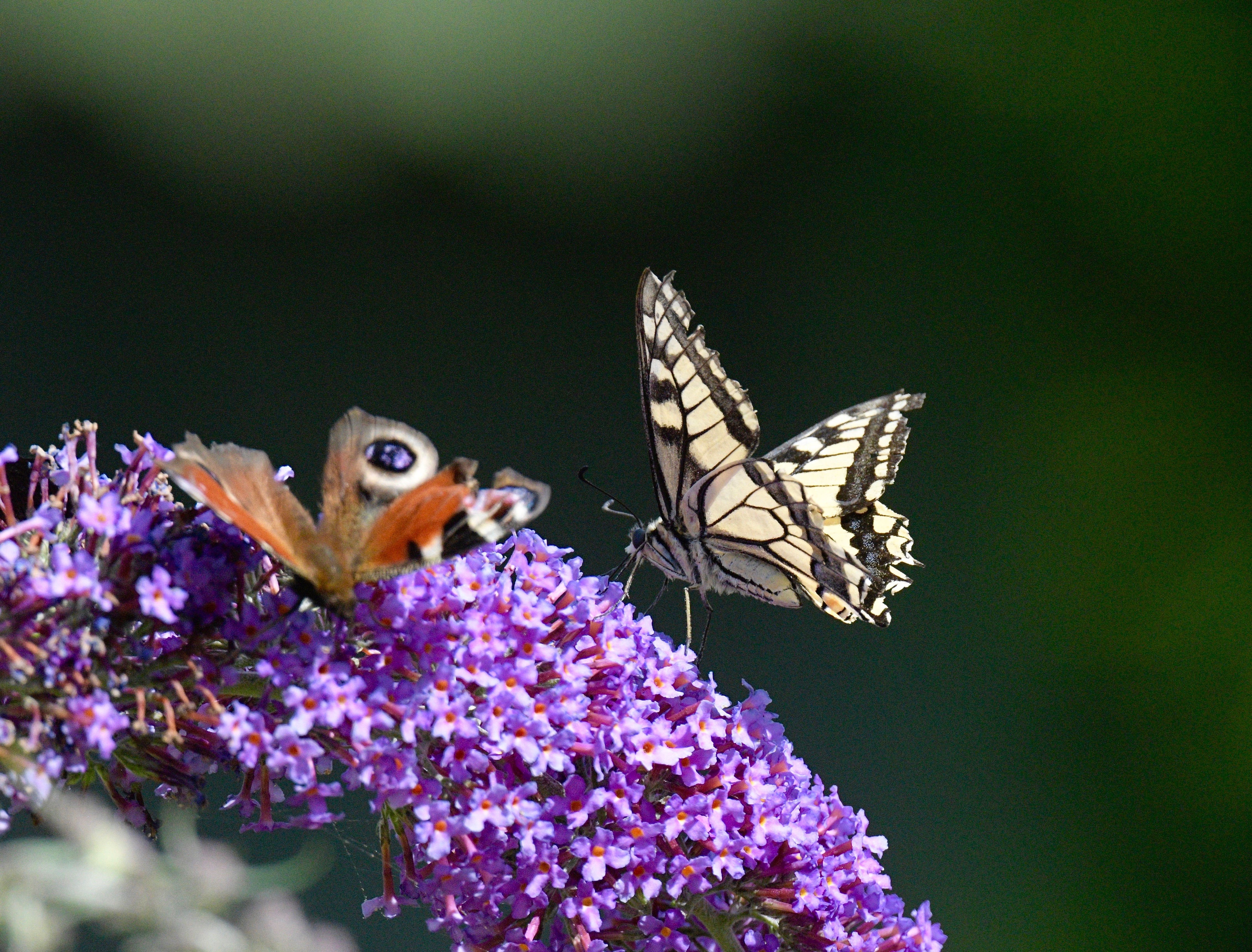 Swallowtail - 02-08-2023