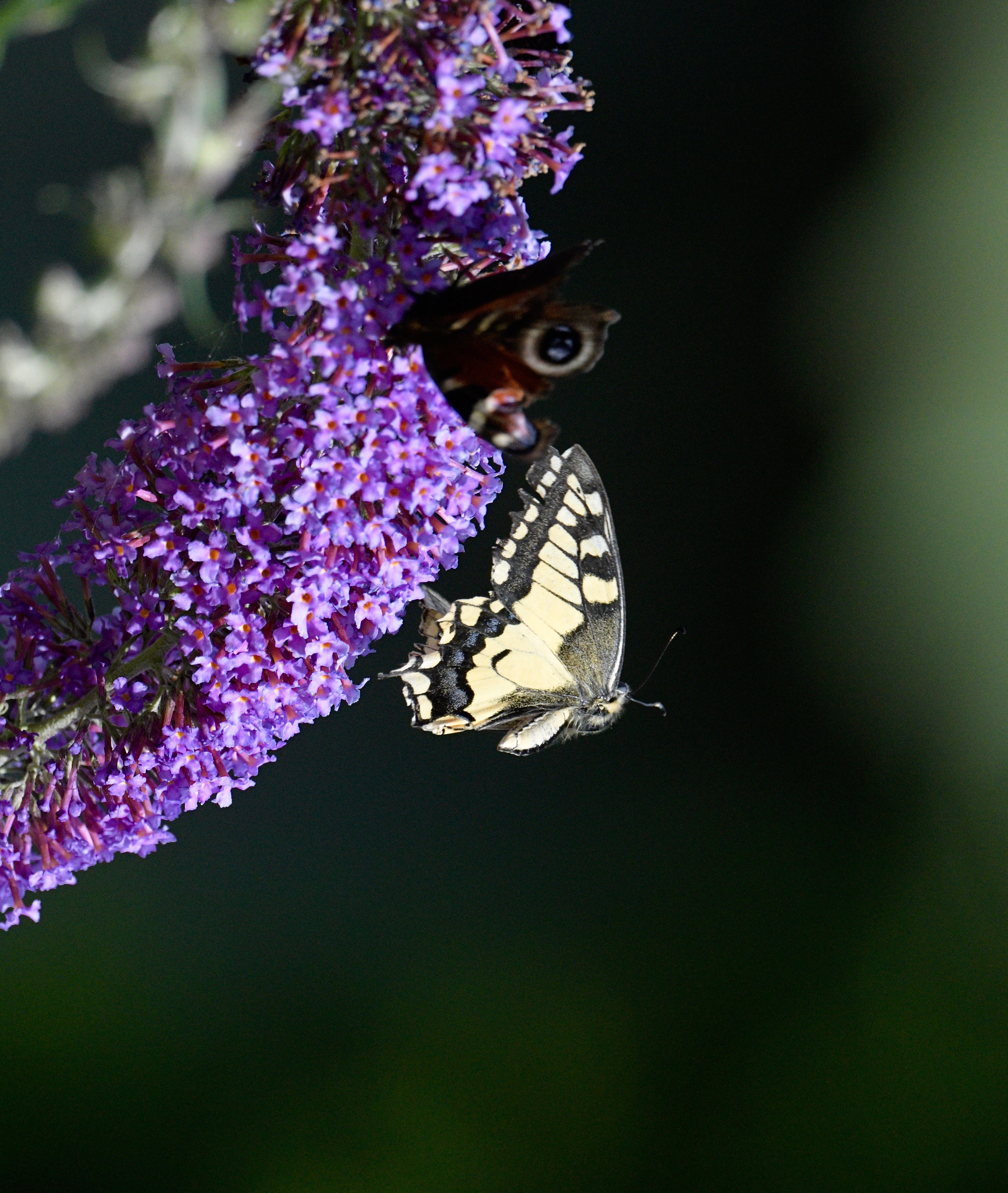 Swallowtail - 02-08-2023