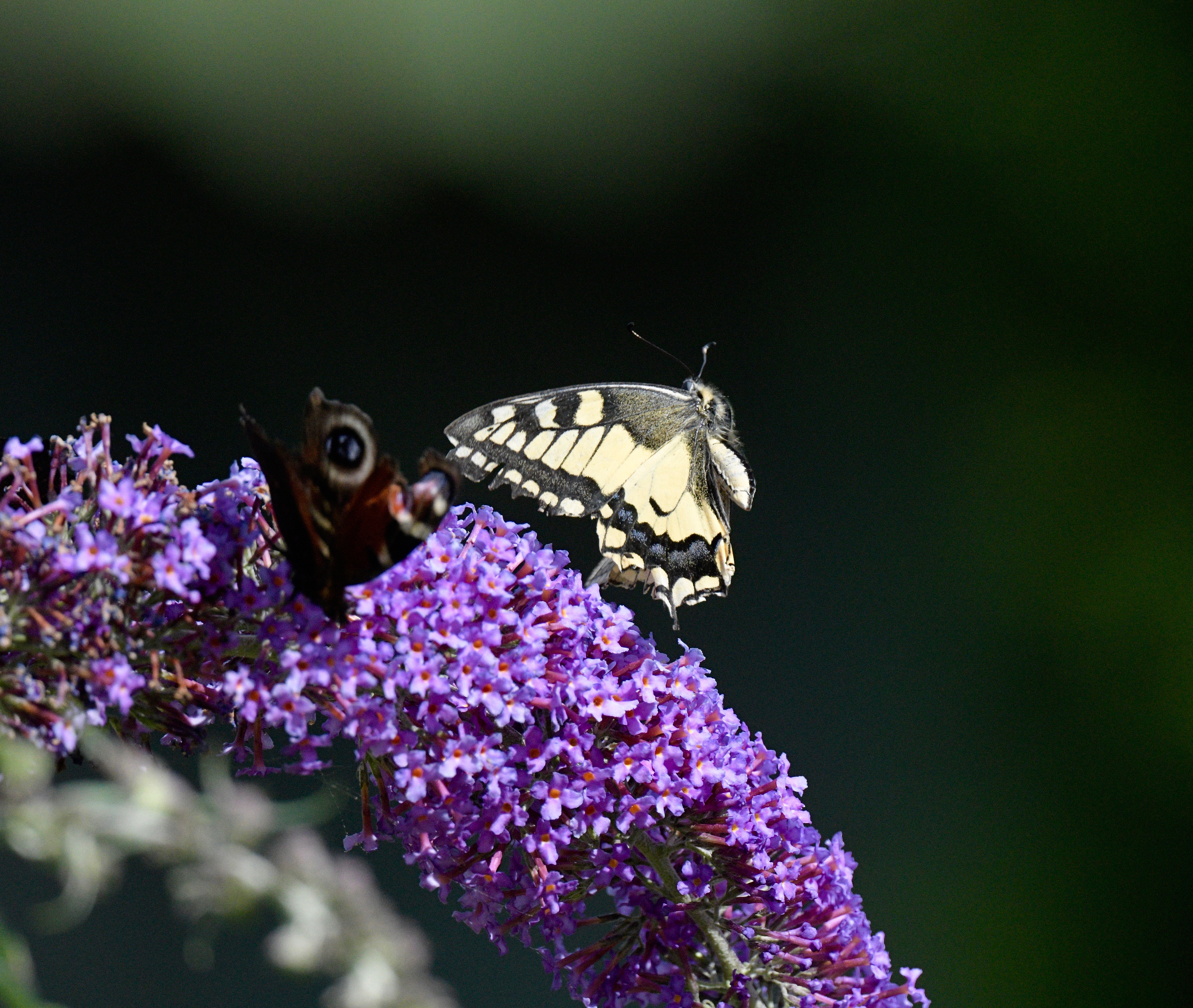 Swallowtail - 02-08-2023