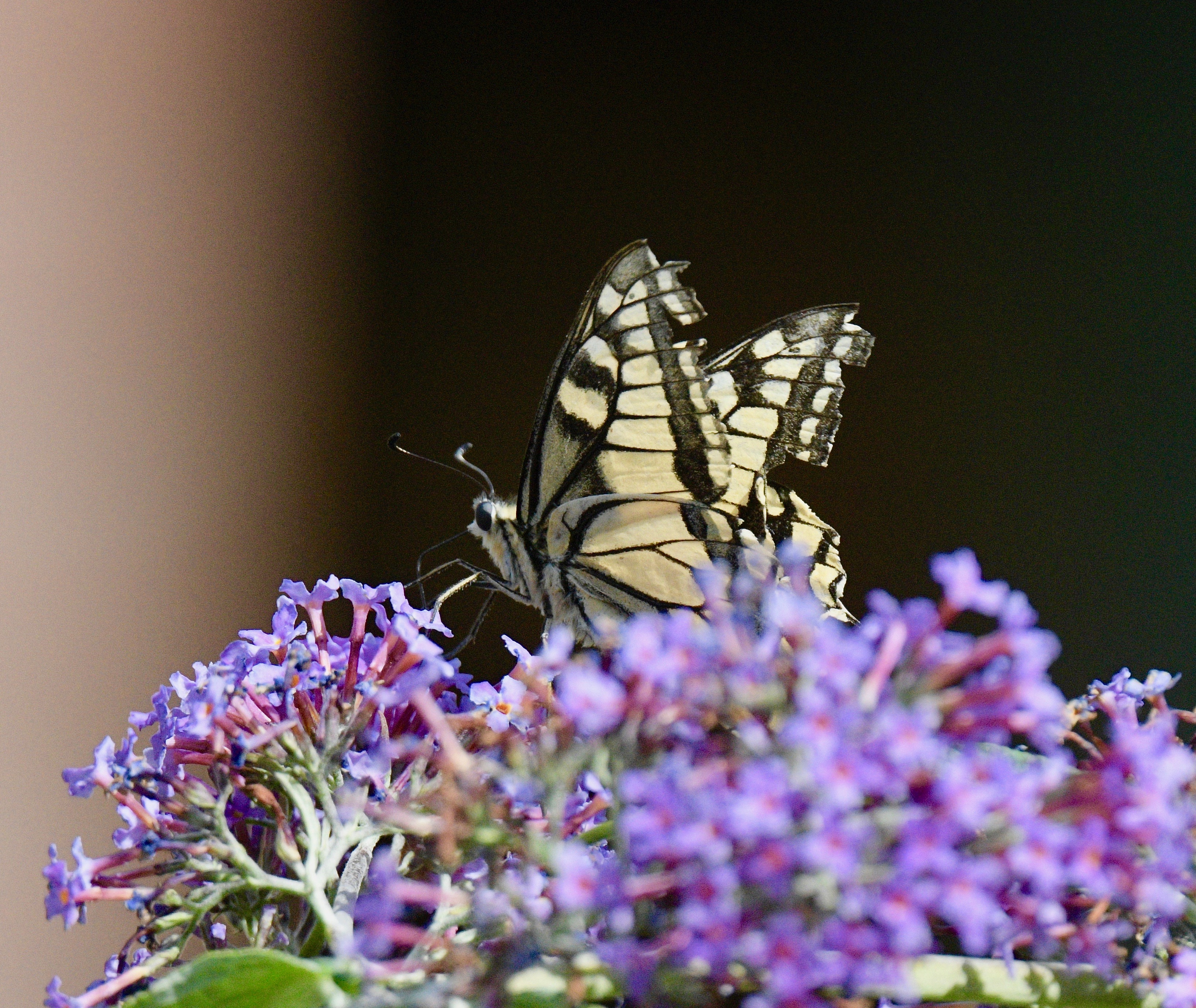 Swallowtail - 02-08-2023