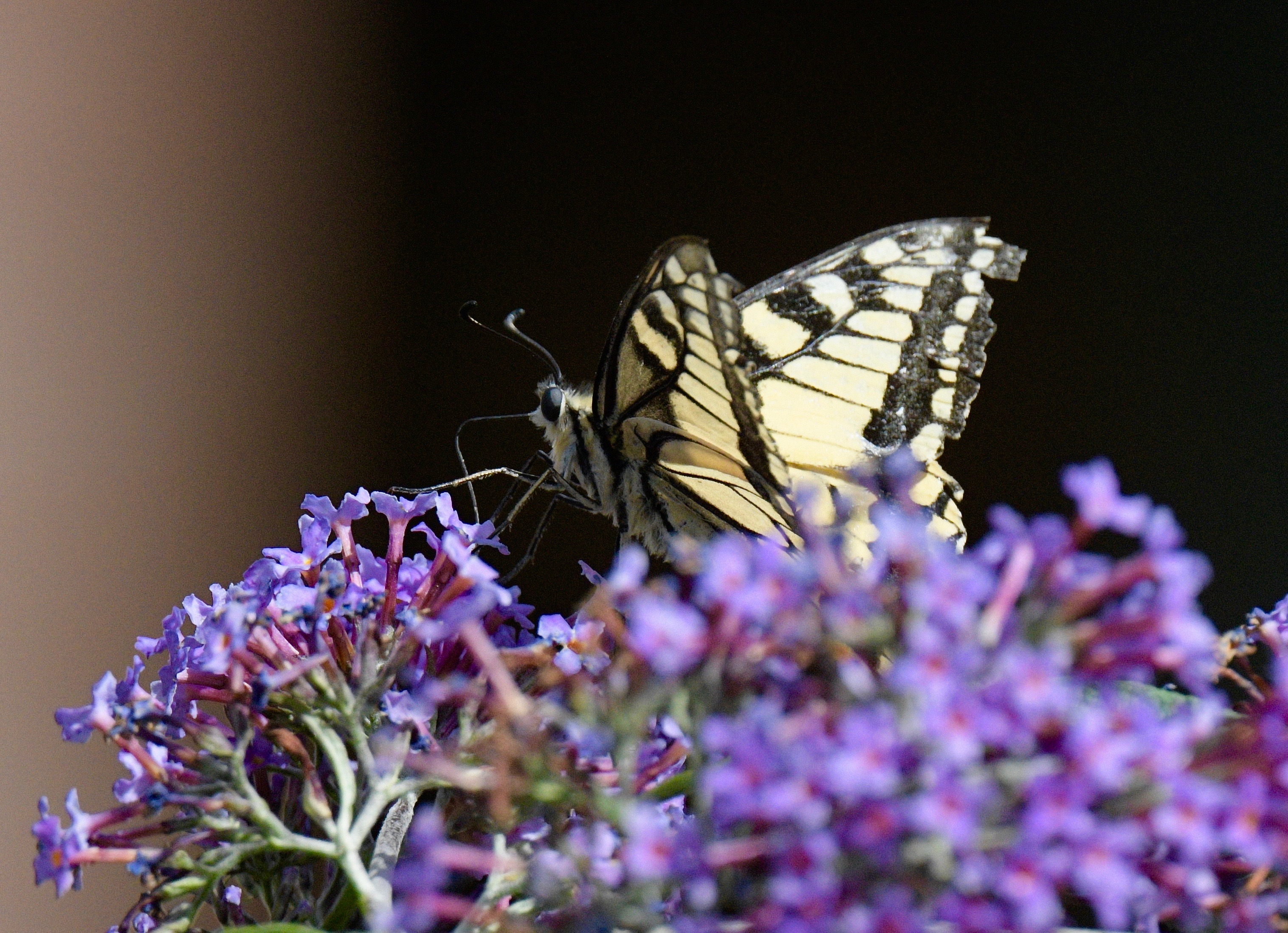 Swallowtail - 02-08-2023