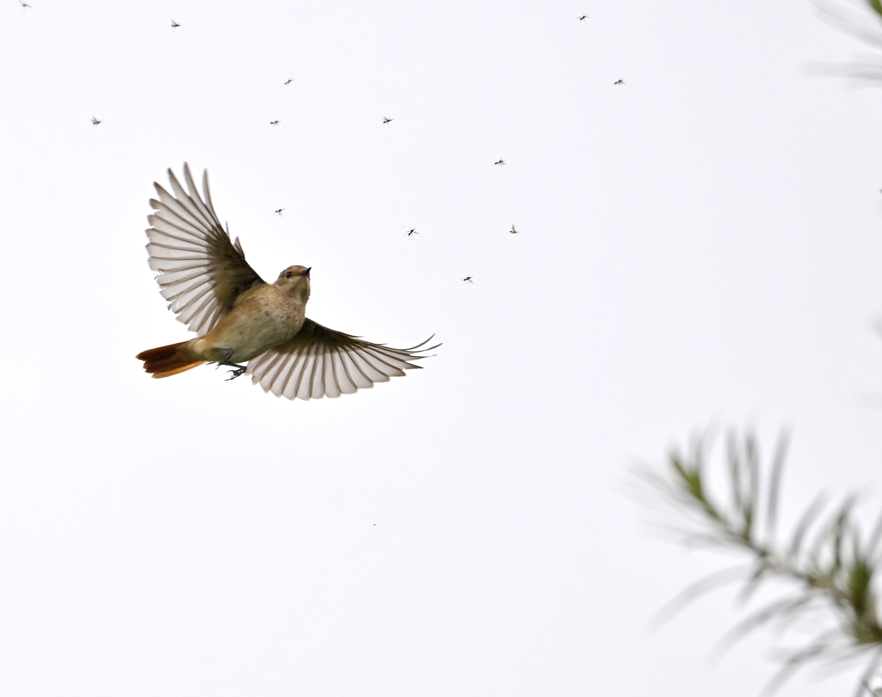 Redstart - 07-09-2024