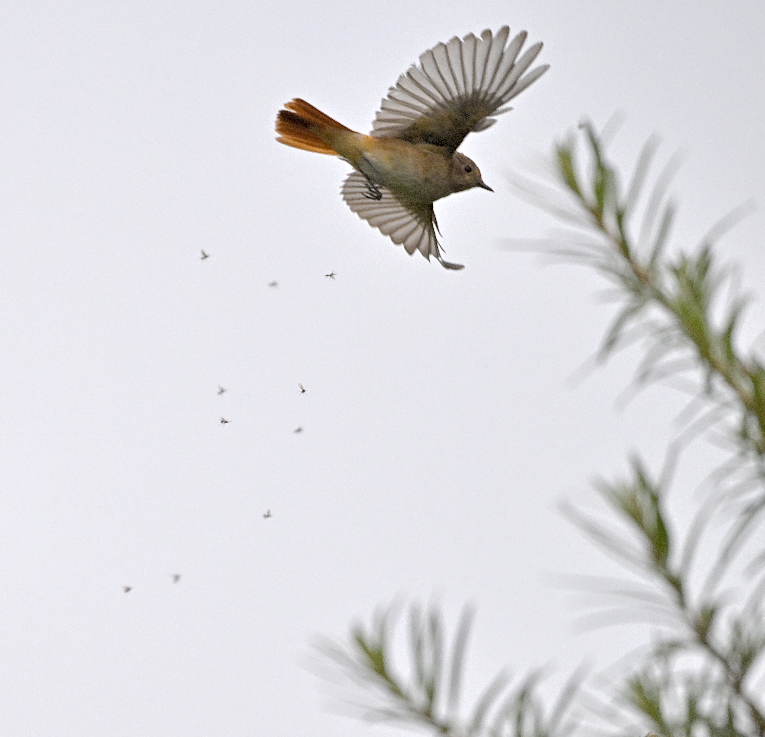 Redstart - 07-09-2024