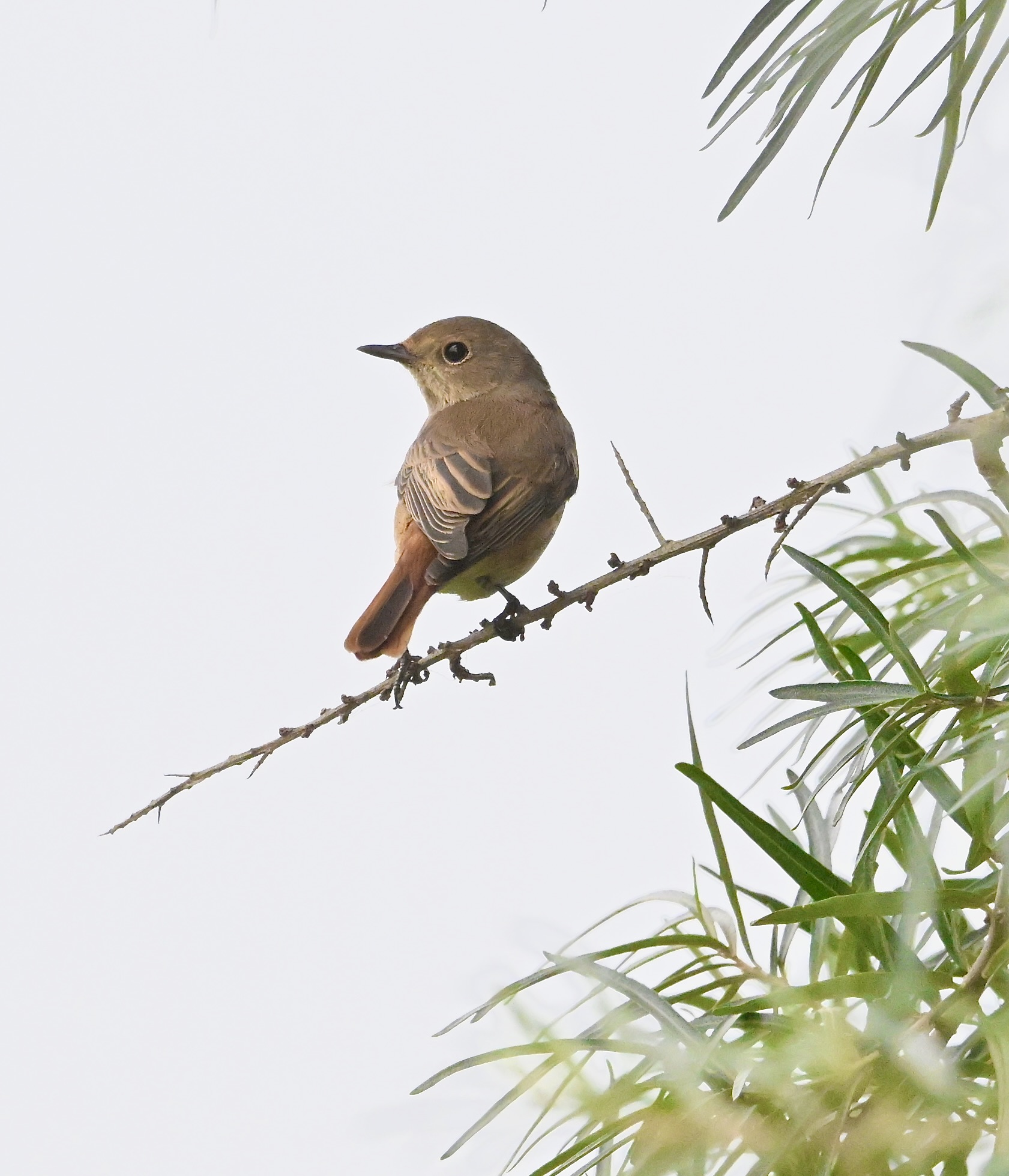 Redstart - 07-09-2024