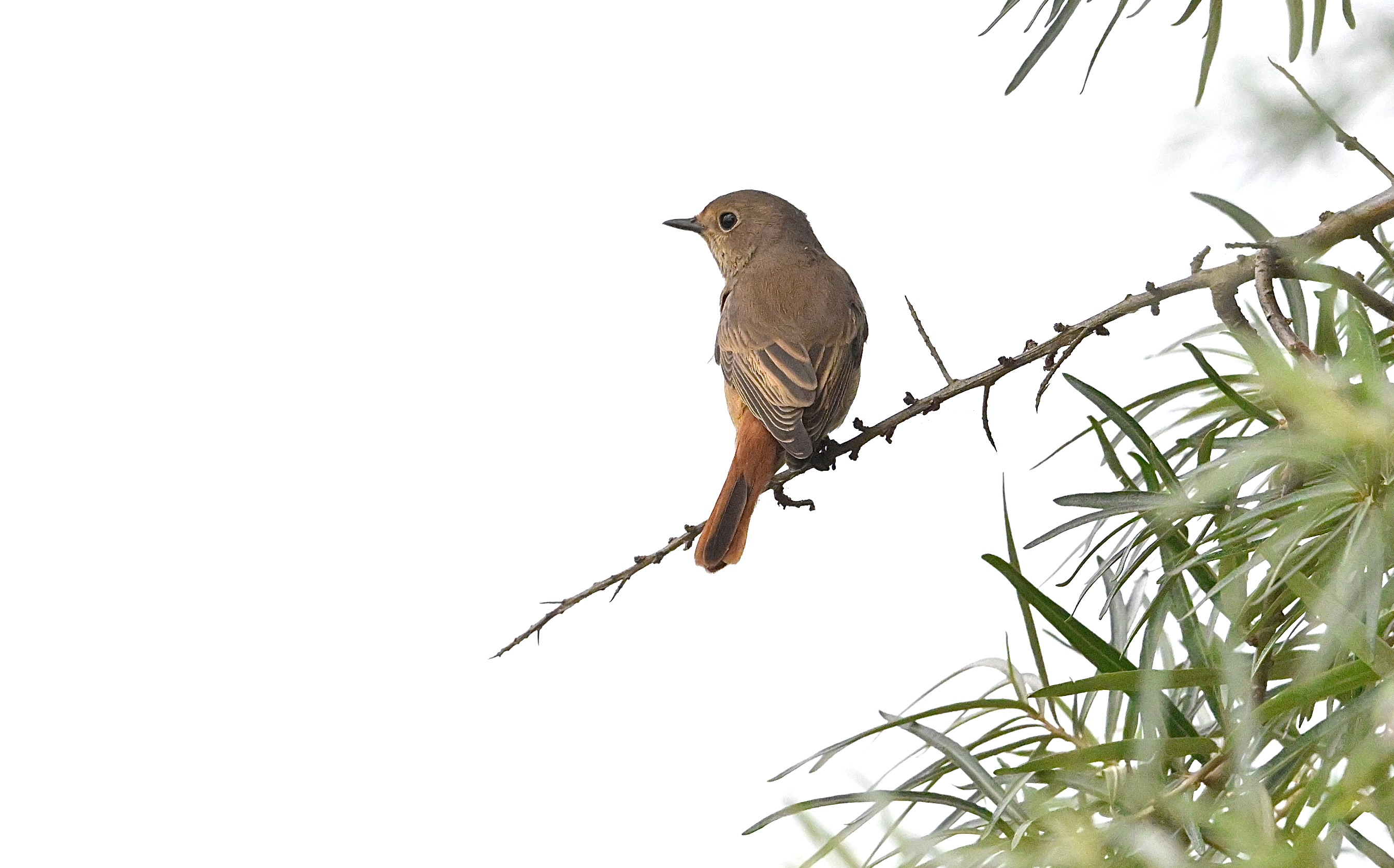 Redstart - 07-09-2024