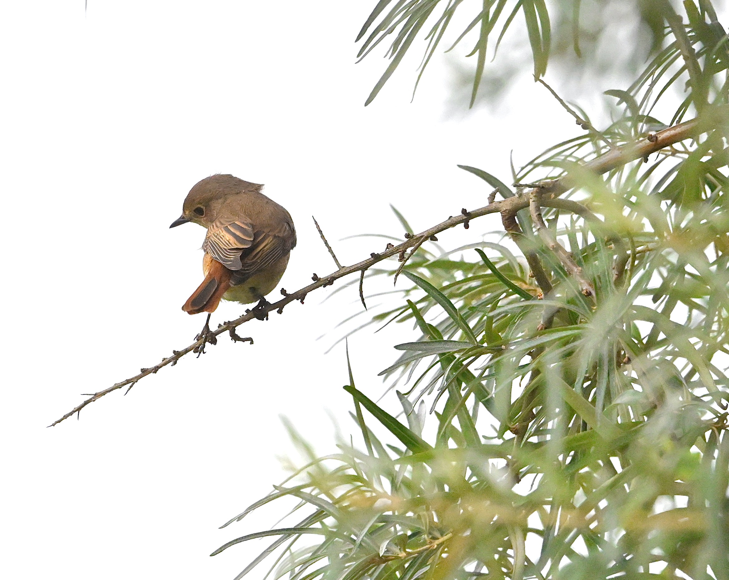 Redstart - 07-09-2024