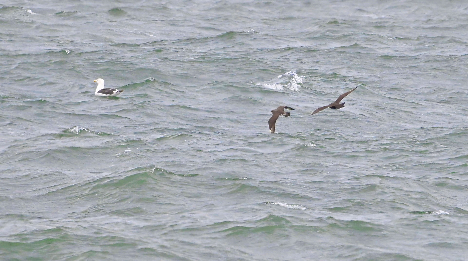 Arctic Skua - 09-09-2024