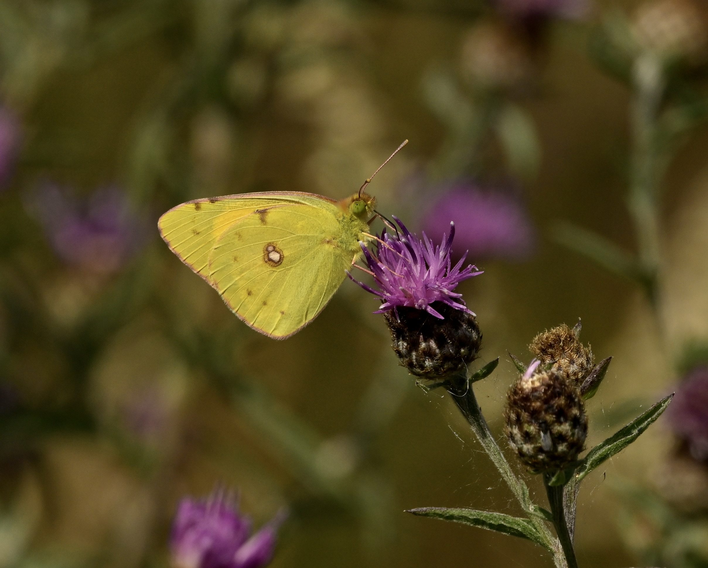 Clouded Yellow - 03-08-2026