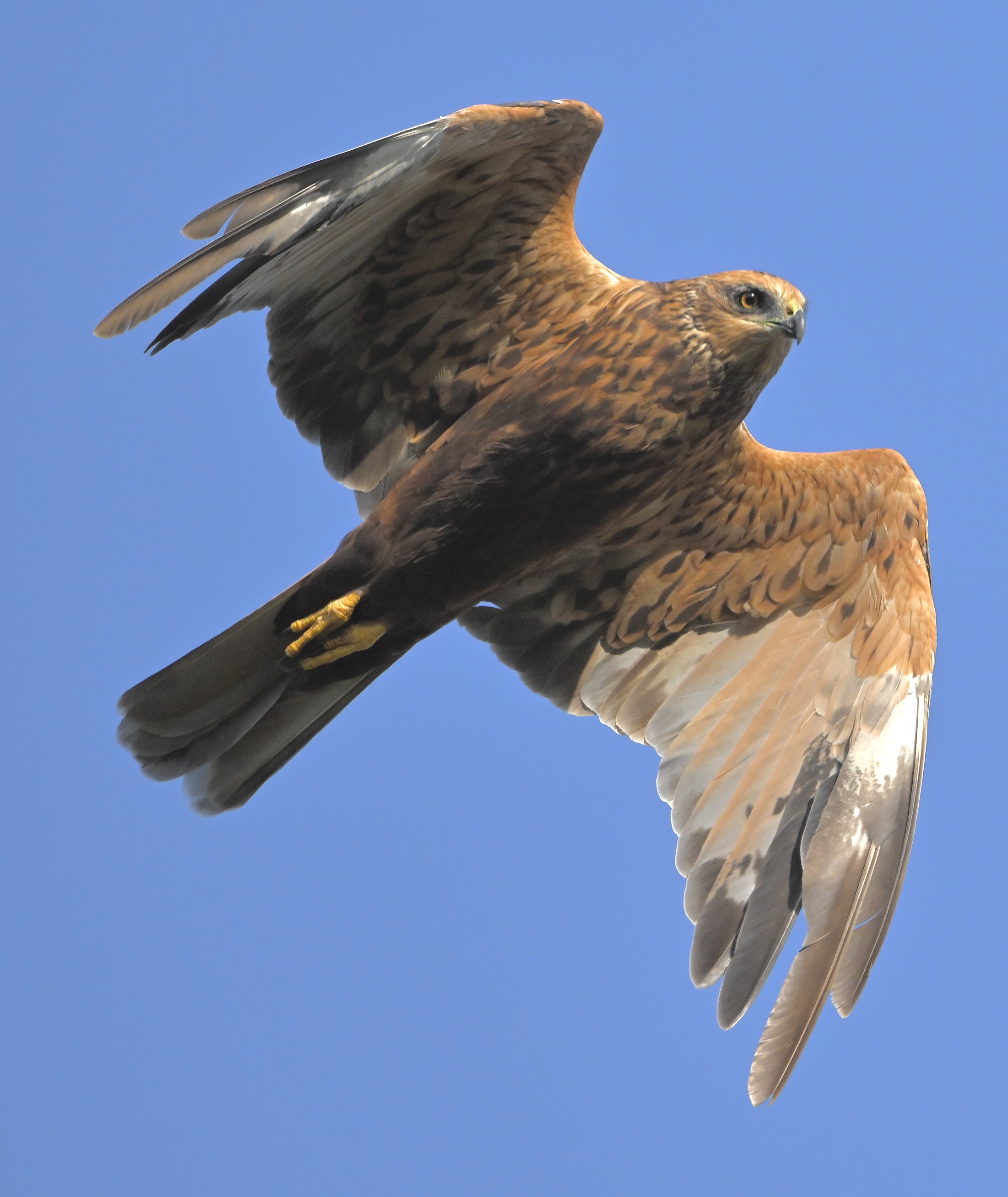 Marsh Harrier - 13-09-2024