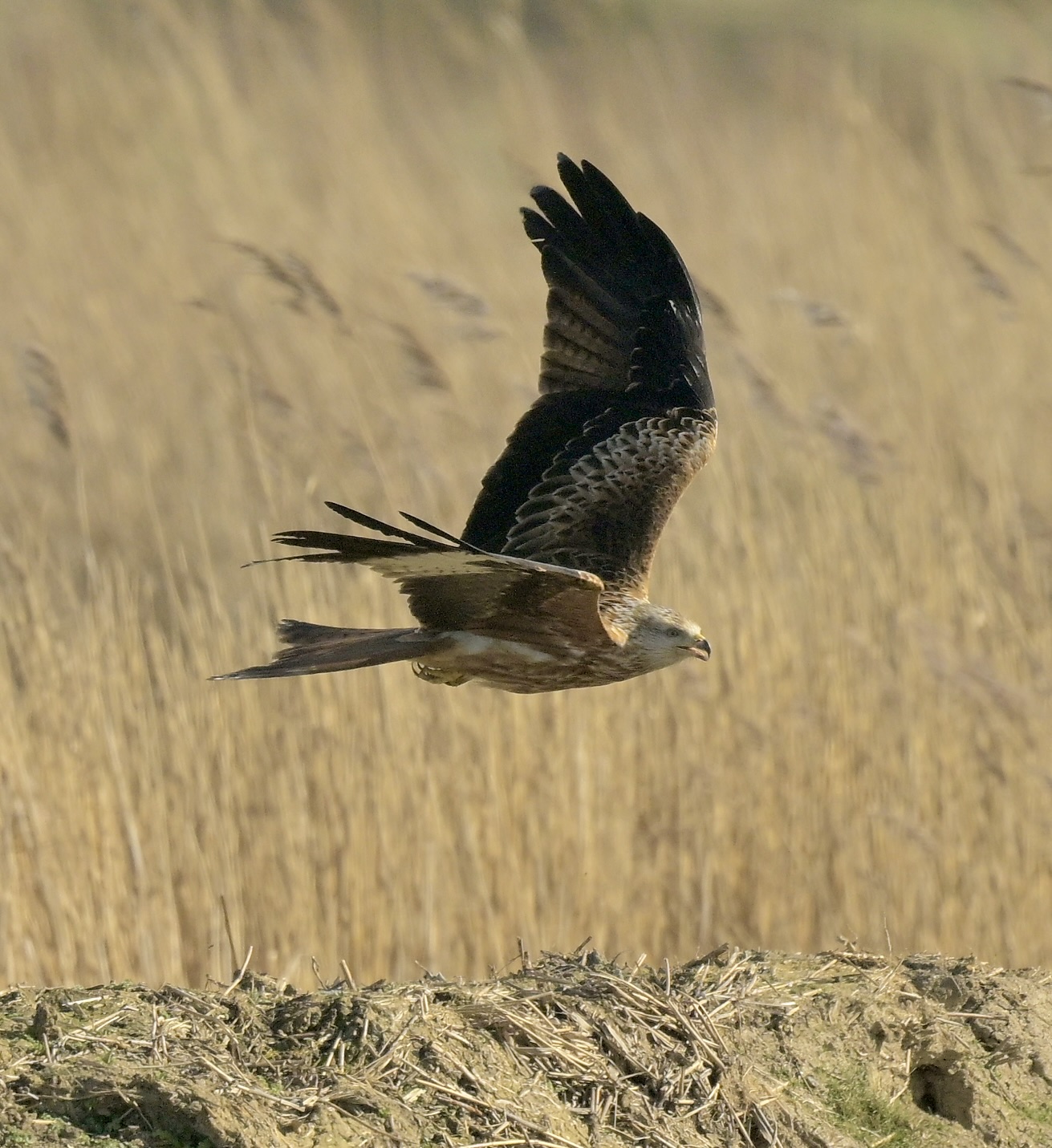 Red Kite - 02-03-2026