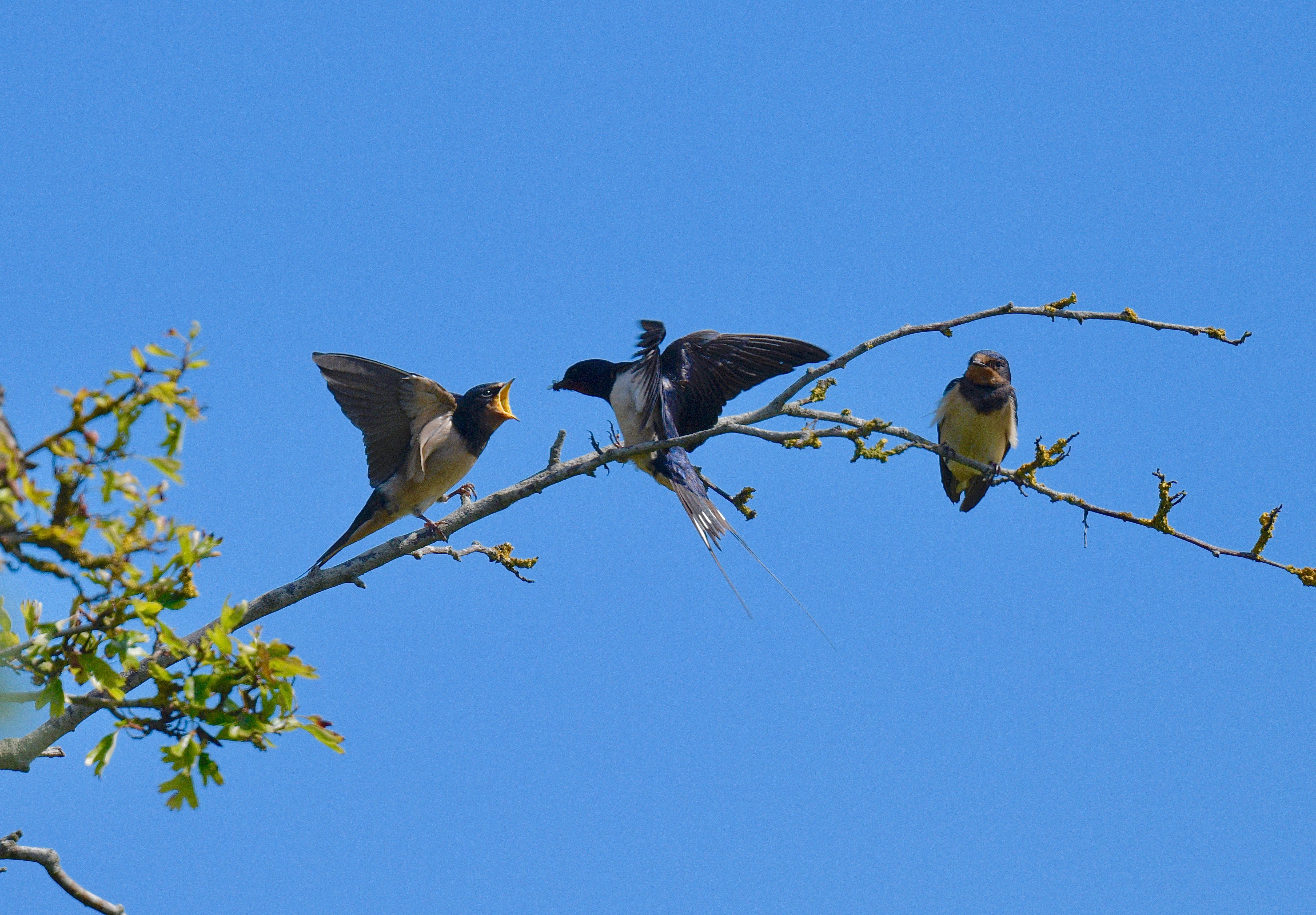 Swallow - 08-08-2023