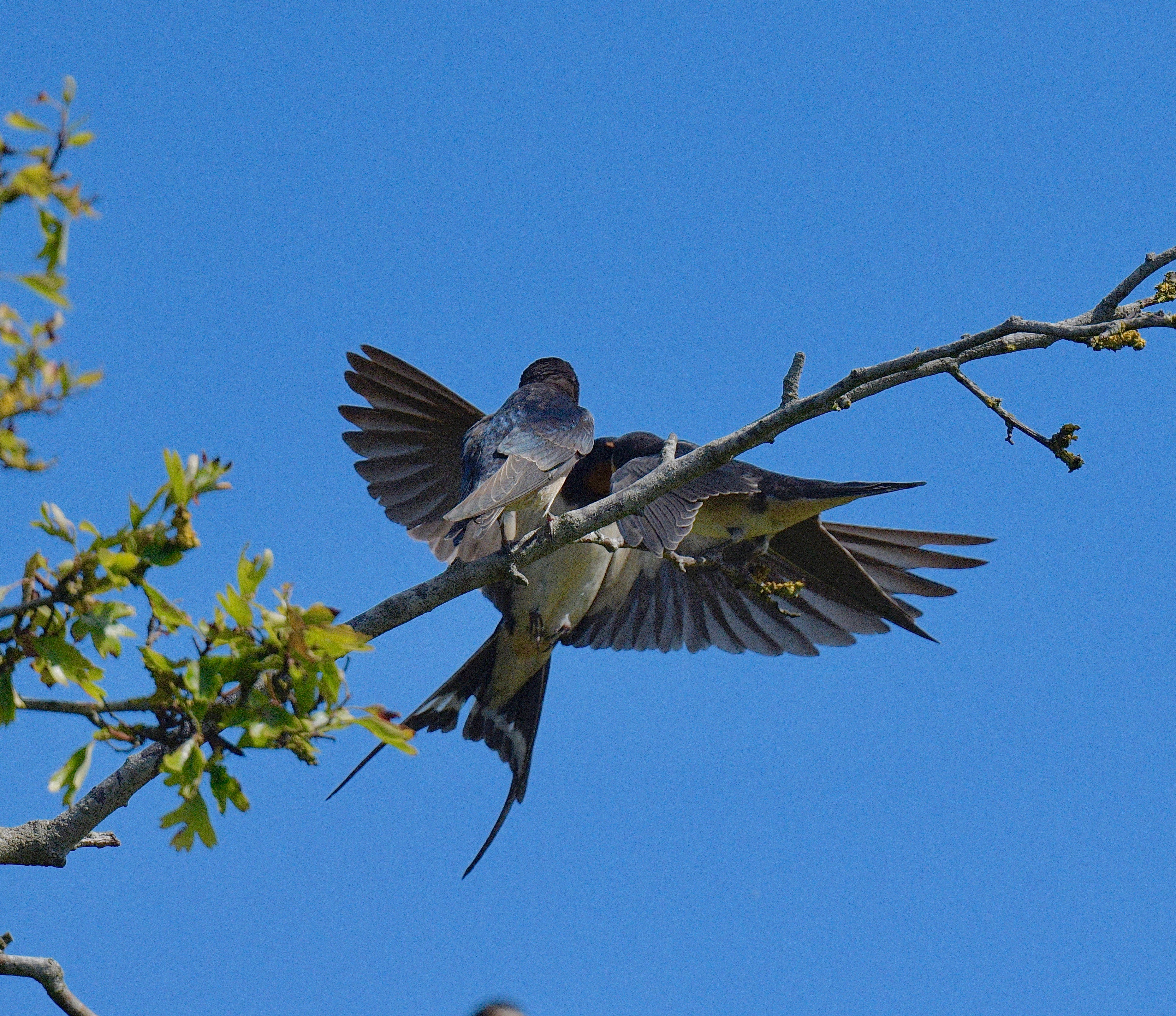 Swallow - 08-08-2023