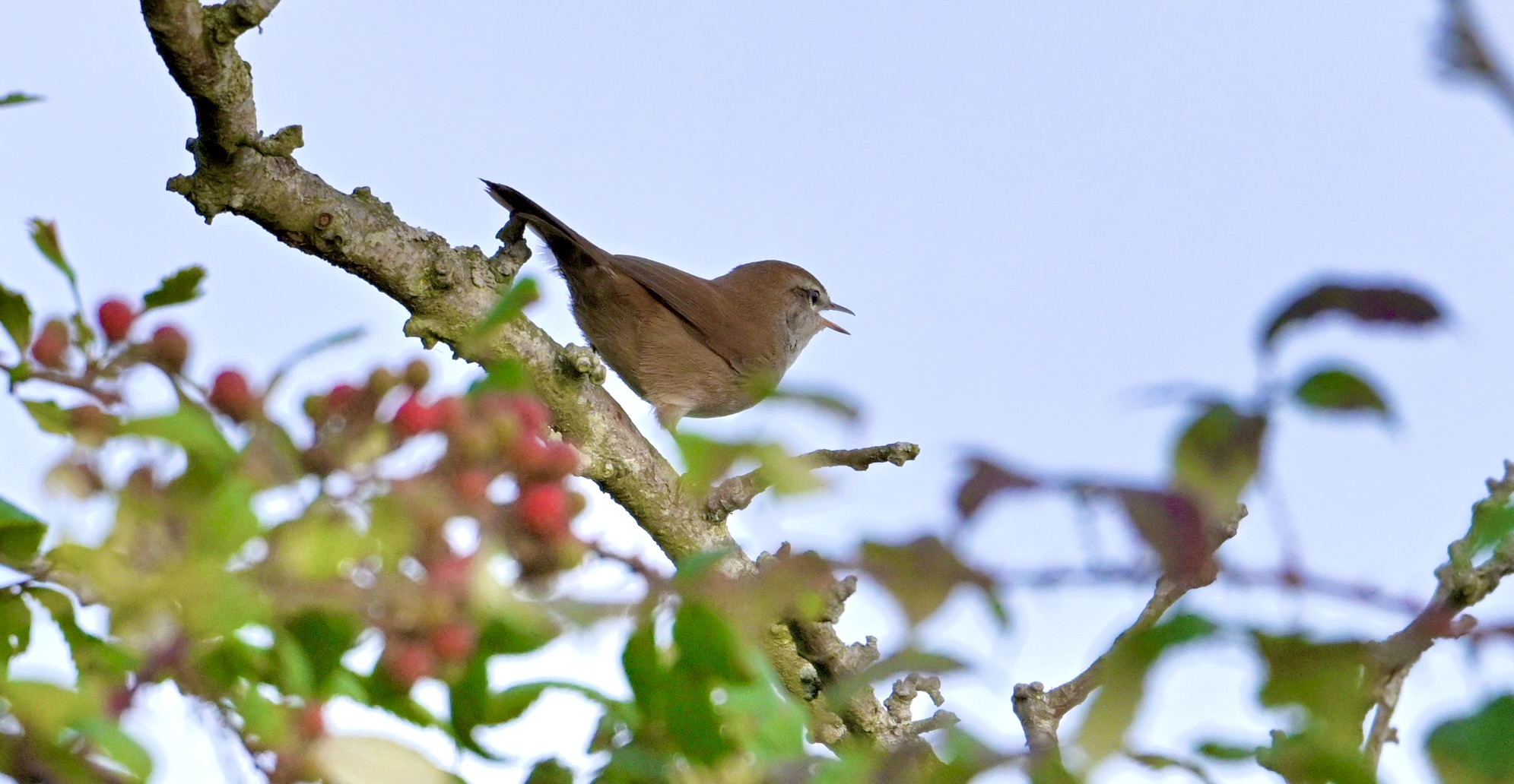 Cetti's Warbler - 16-09-2024