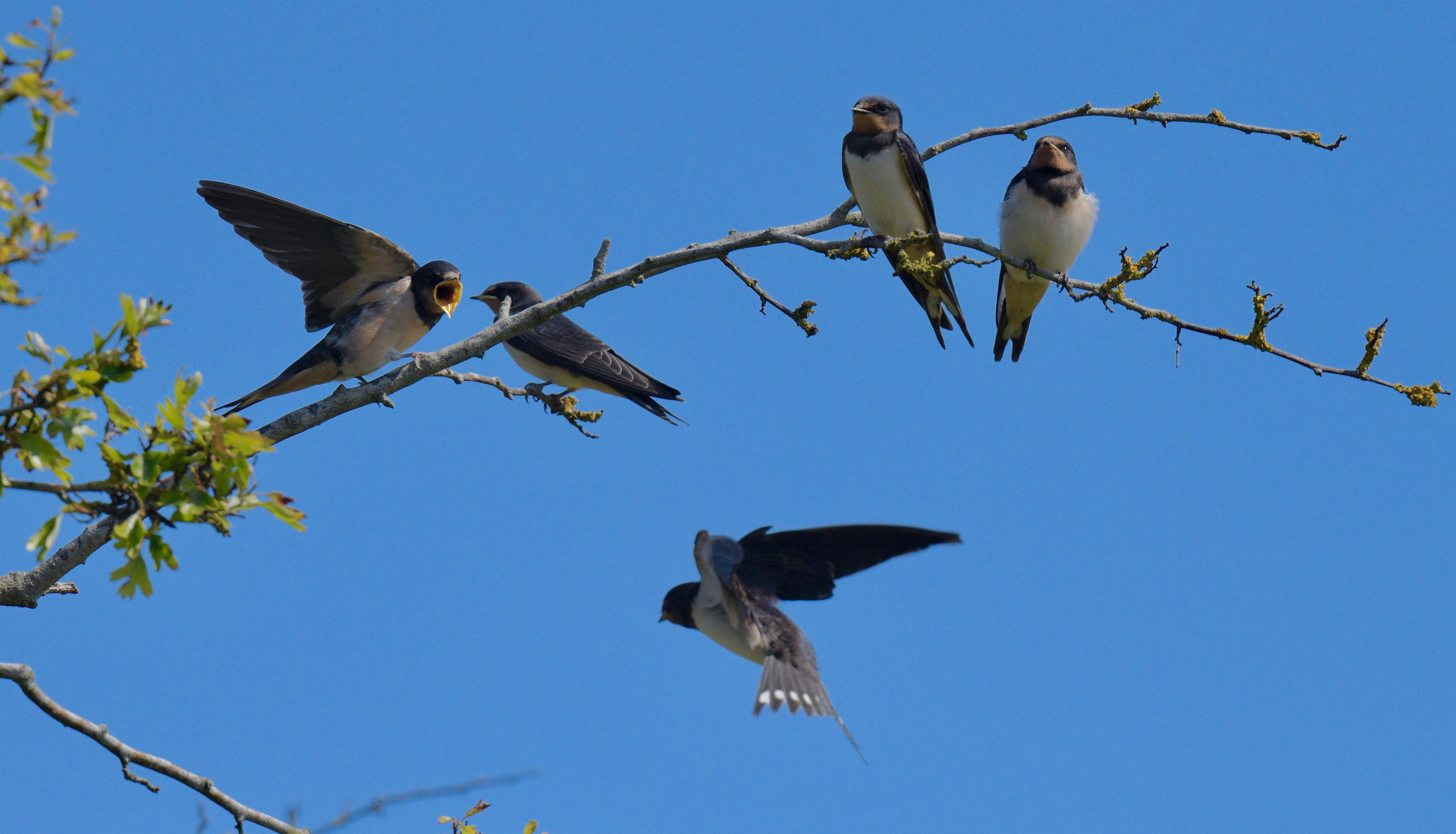 Swallow - 08-08-2023