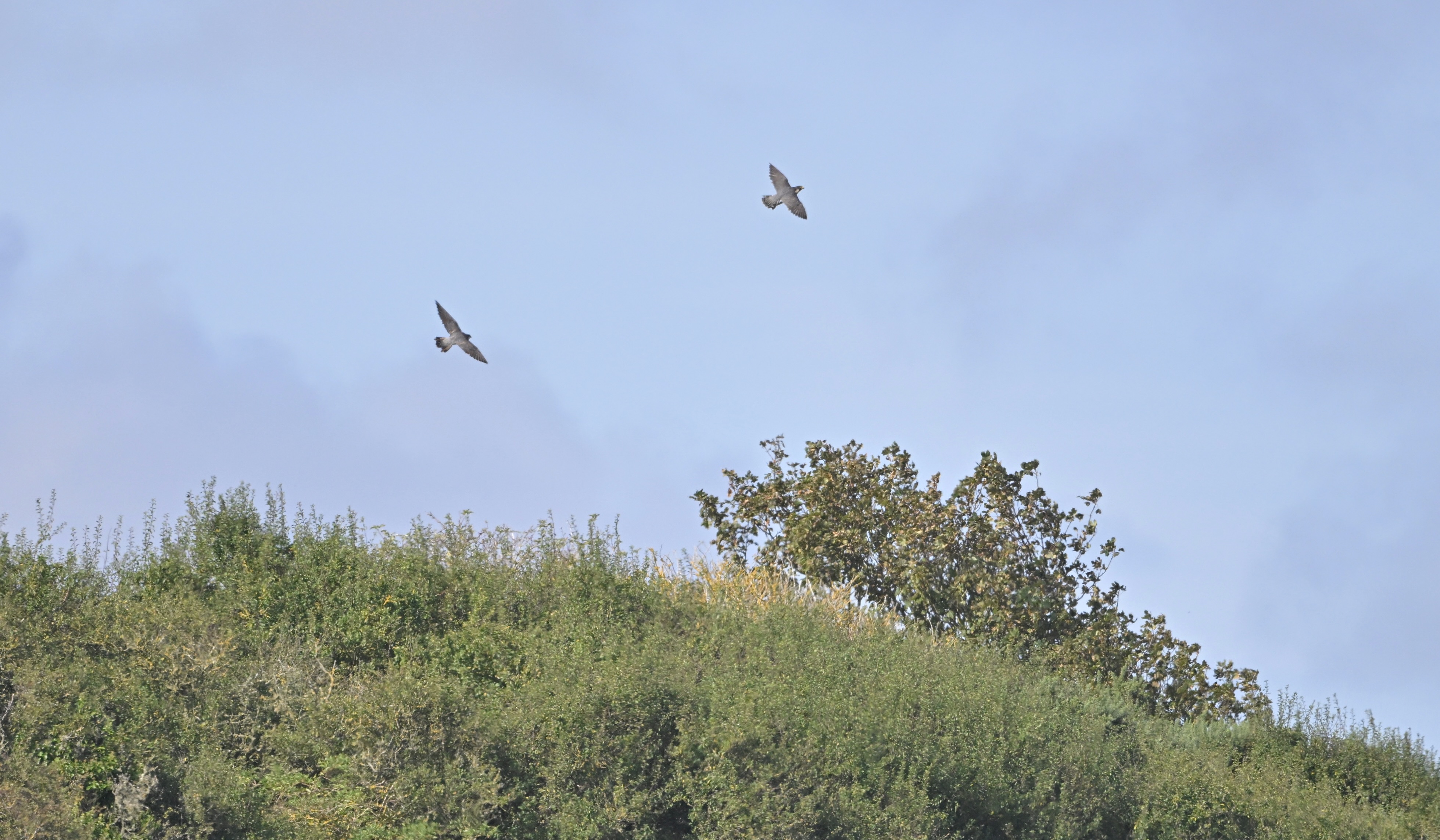 Peregrine - 16-09-2024