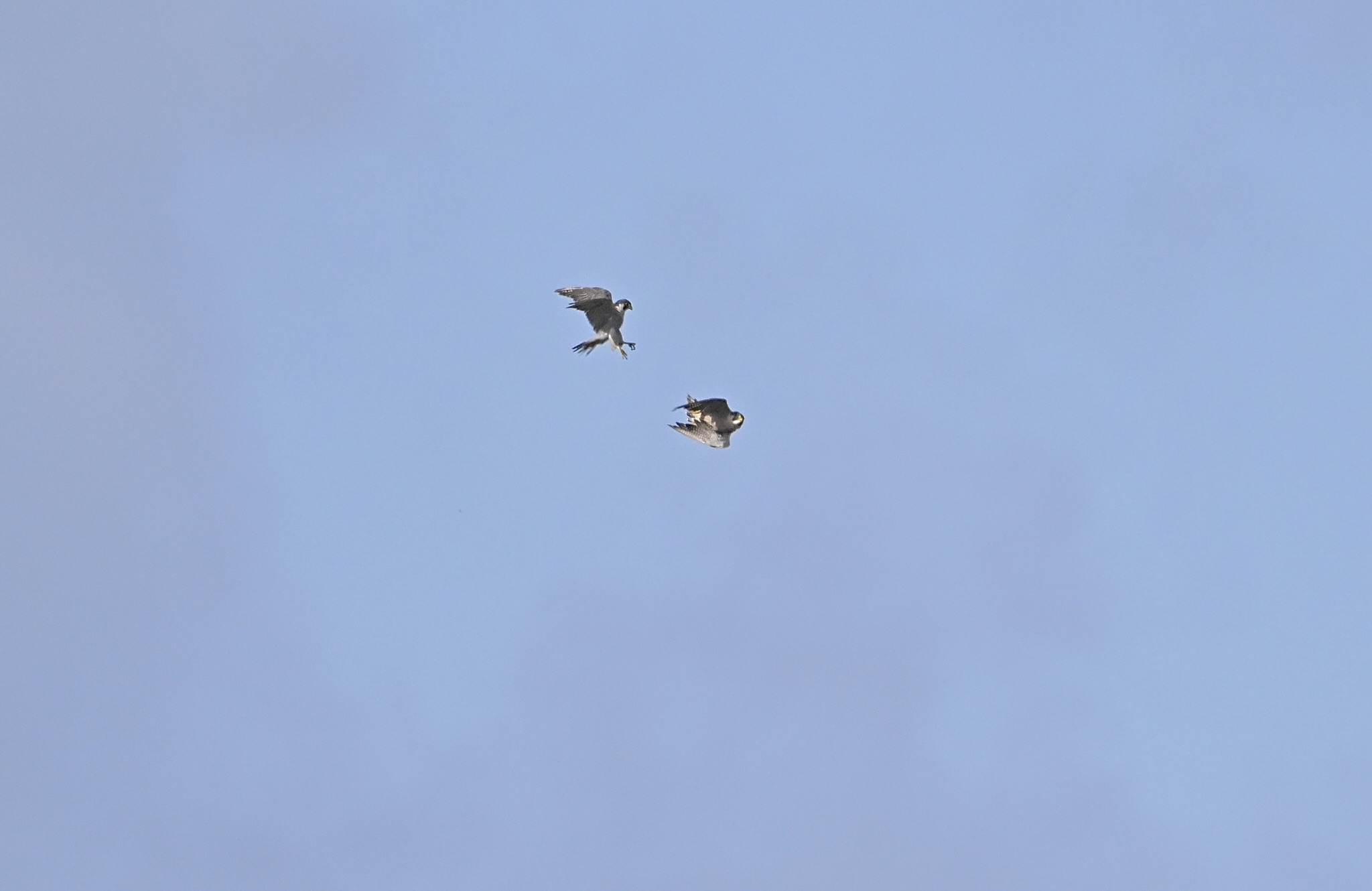 Peregrine - 16-09-2024