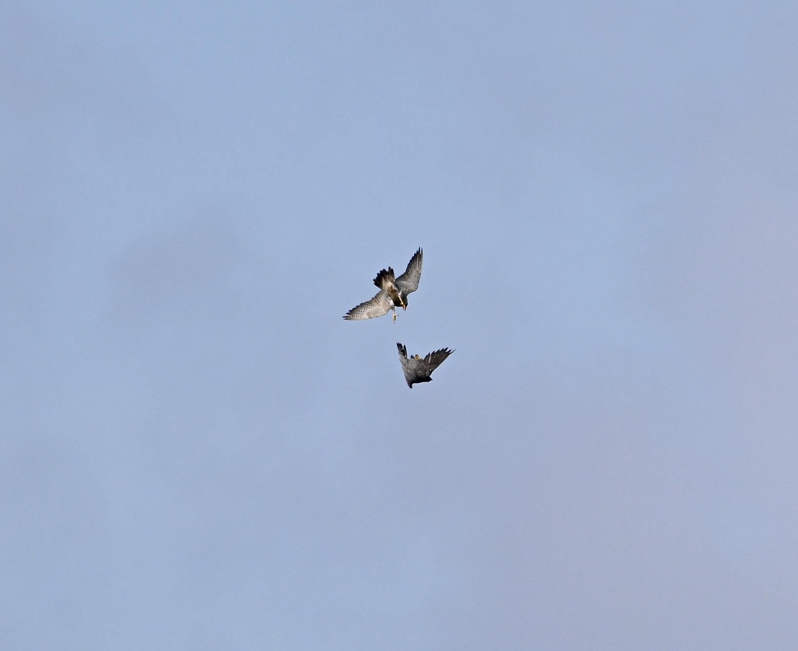 Peregrine - 16-09-2024