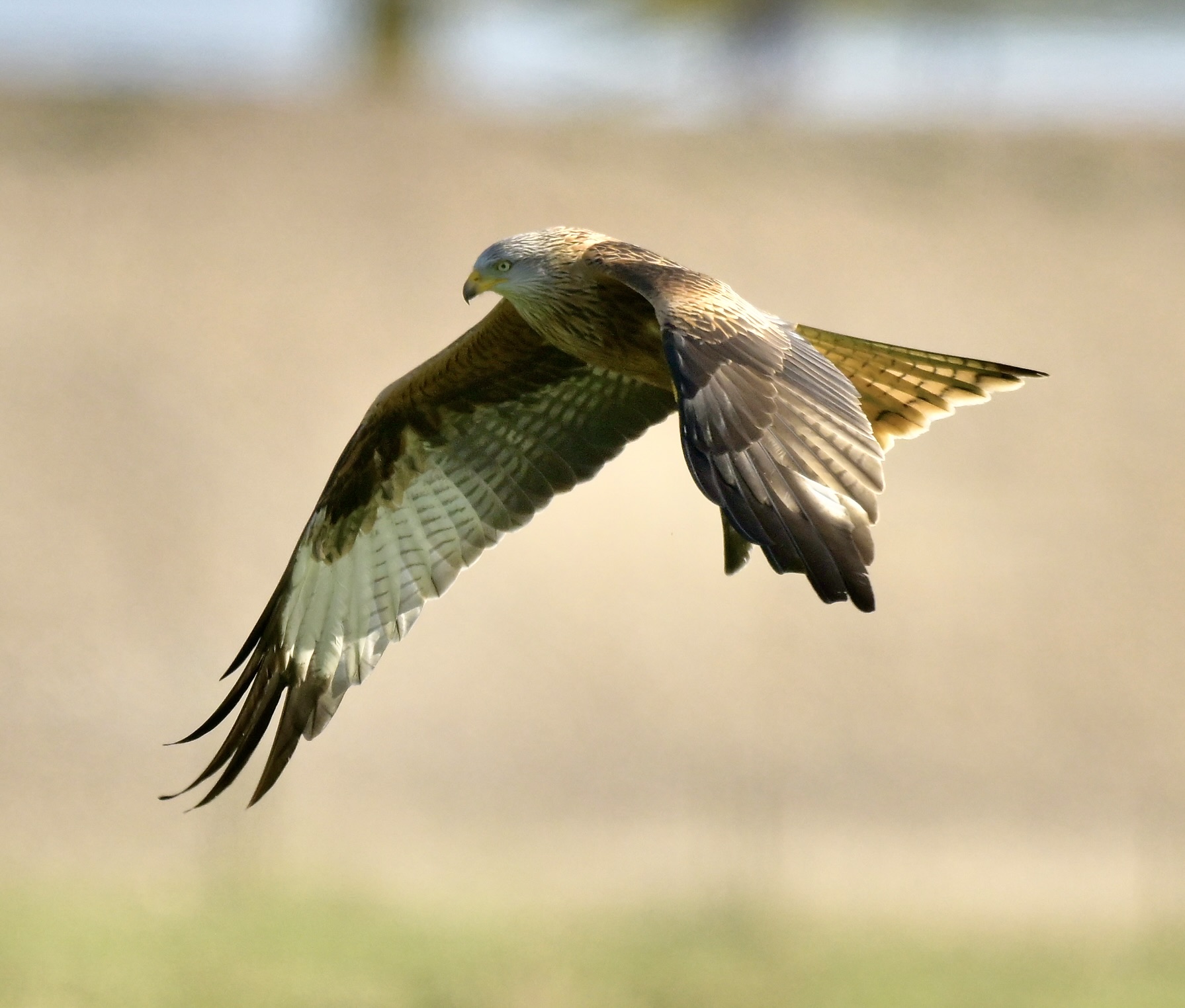 Red Kite - 14-03-2026