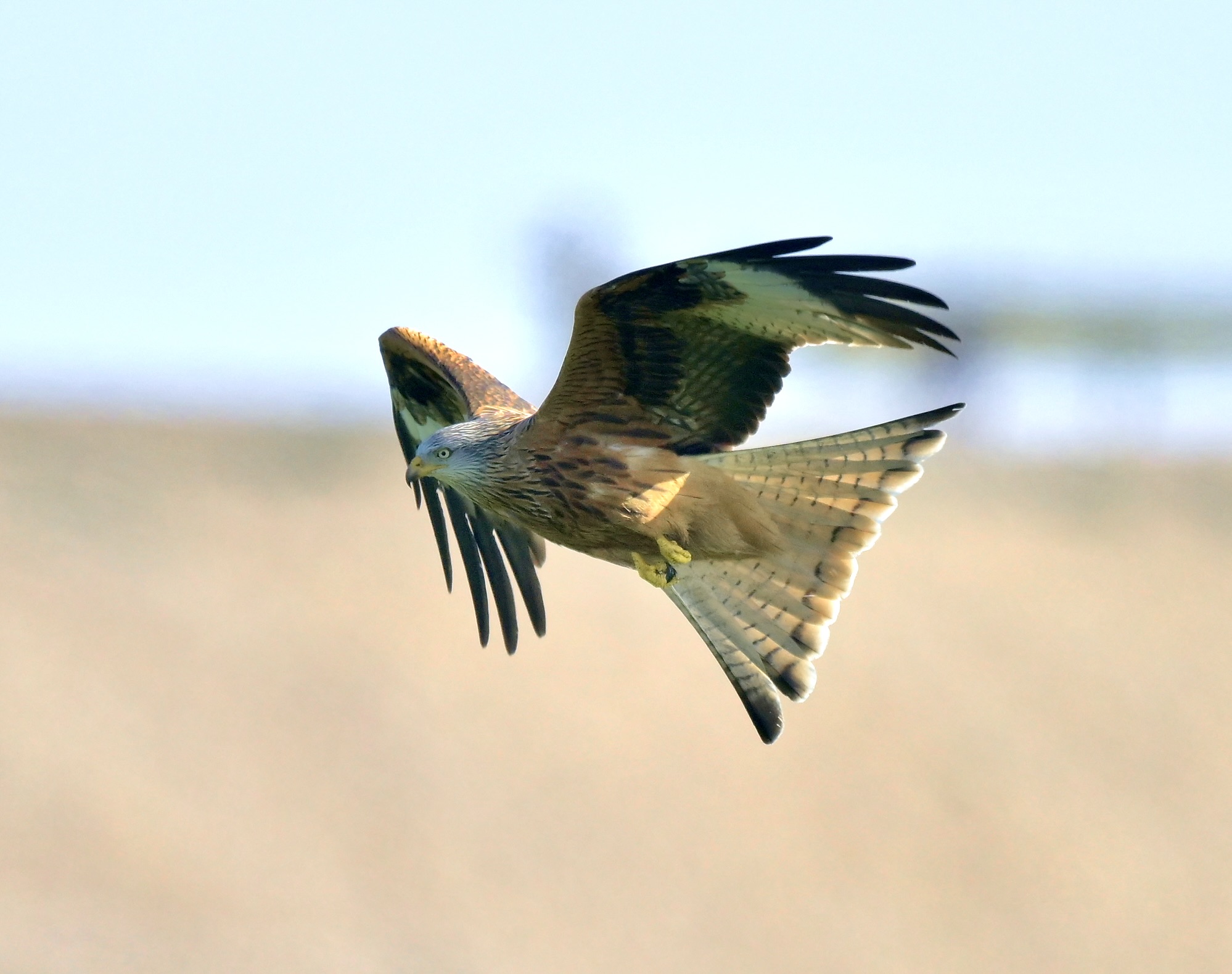 Red Kite - 14-03-2026