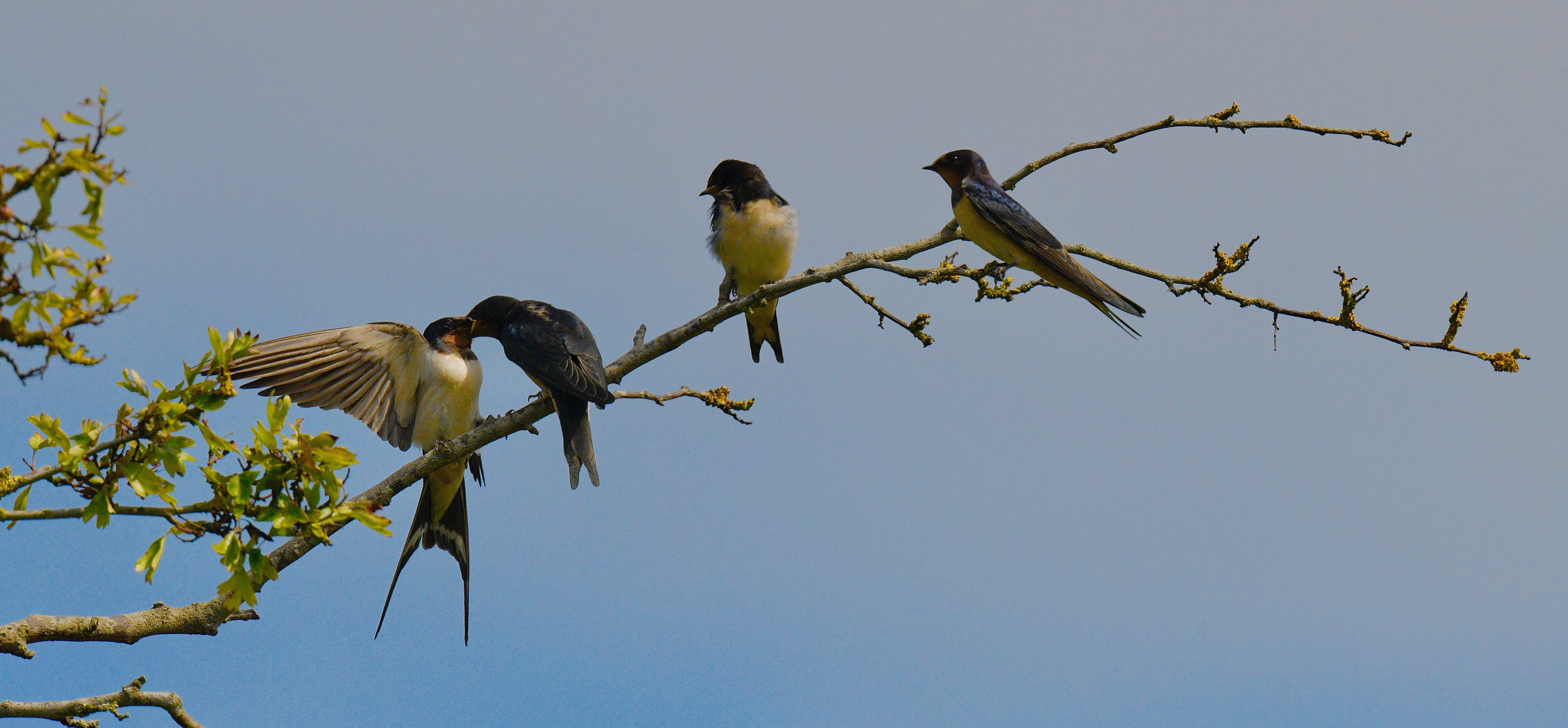 Swallow - 08-08-2023