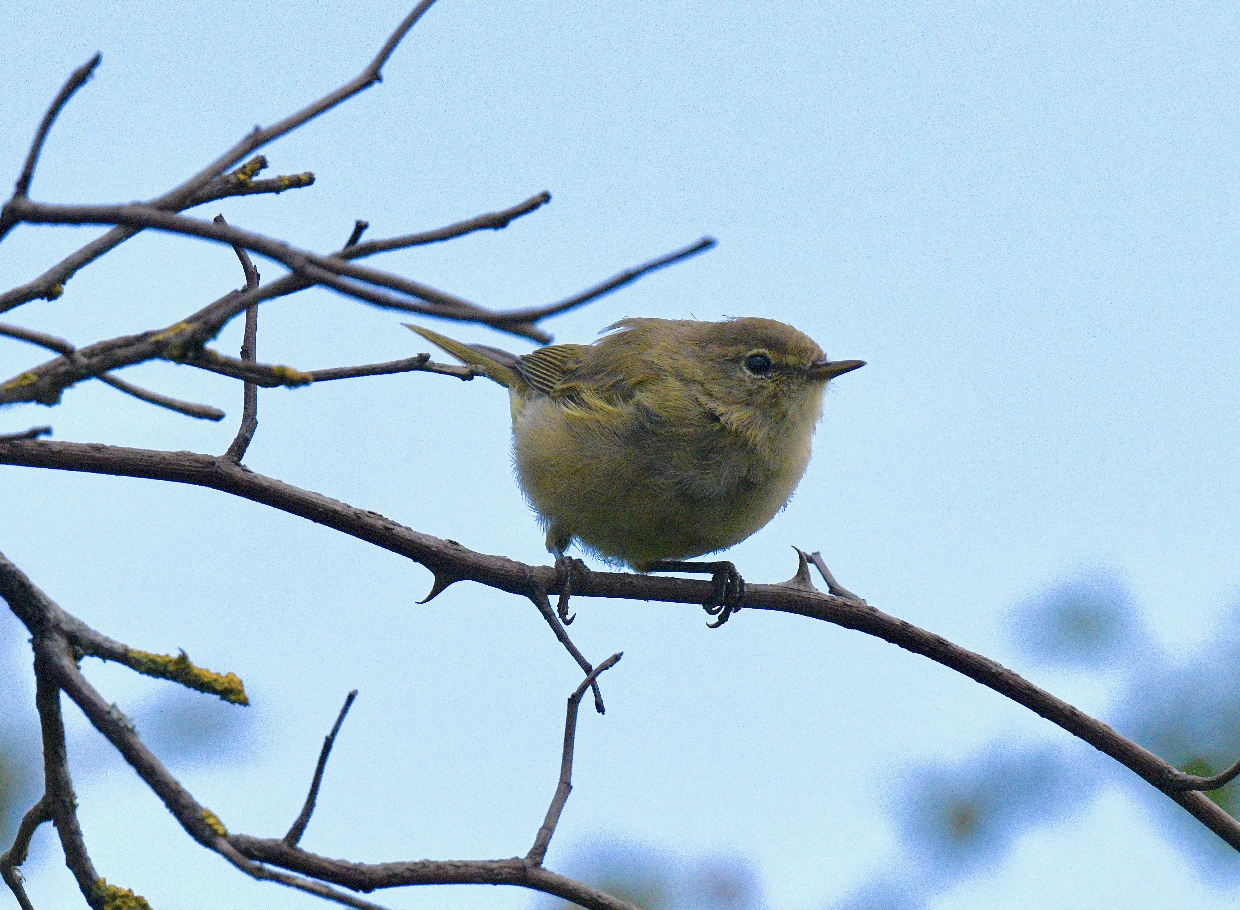 Chiffchaff - 08-08-2023