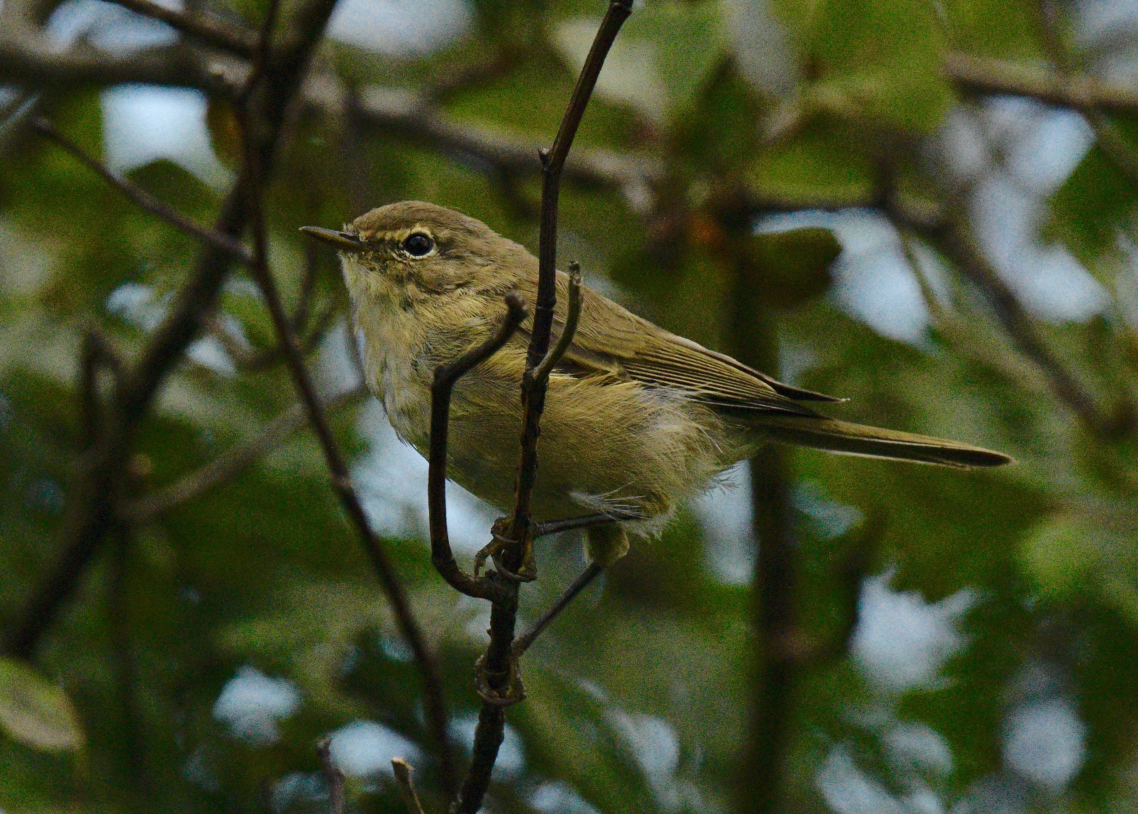 Chiffchaff - 08-08-2023