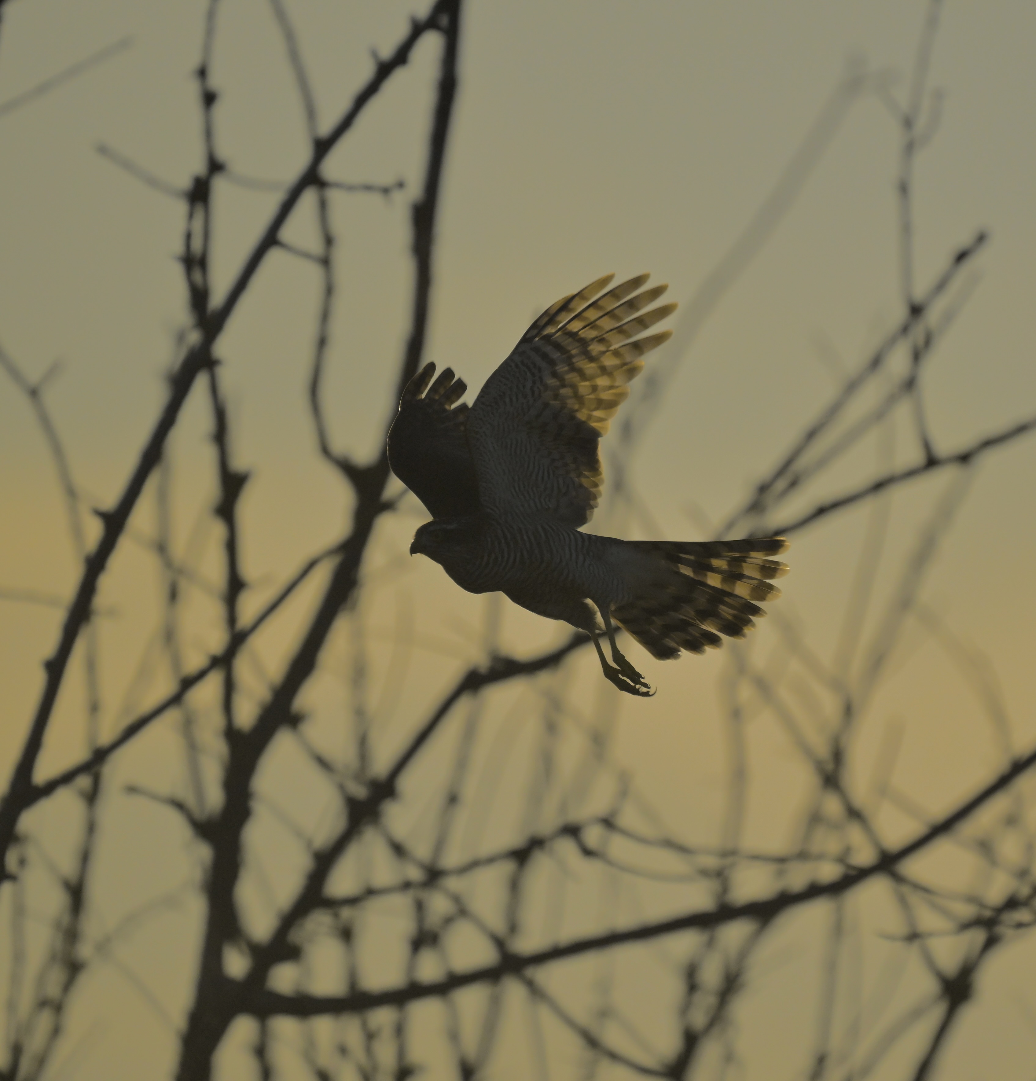 Sparrowhawk - 12-08-2026