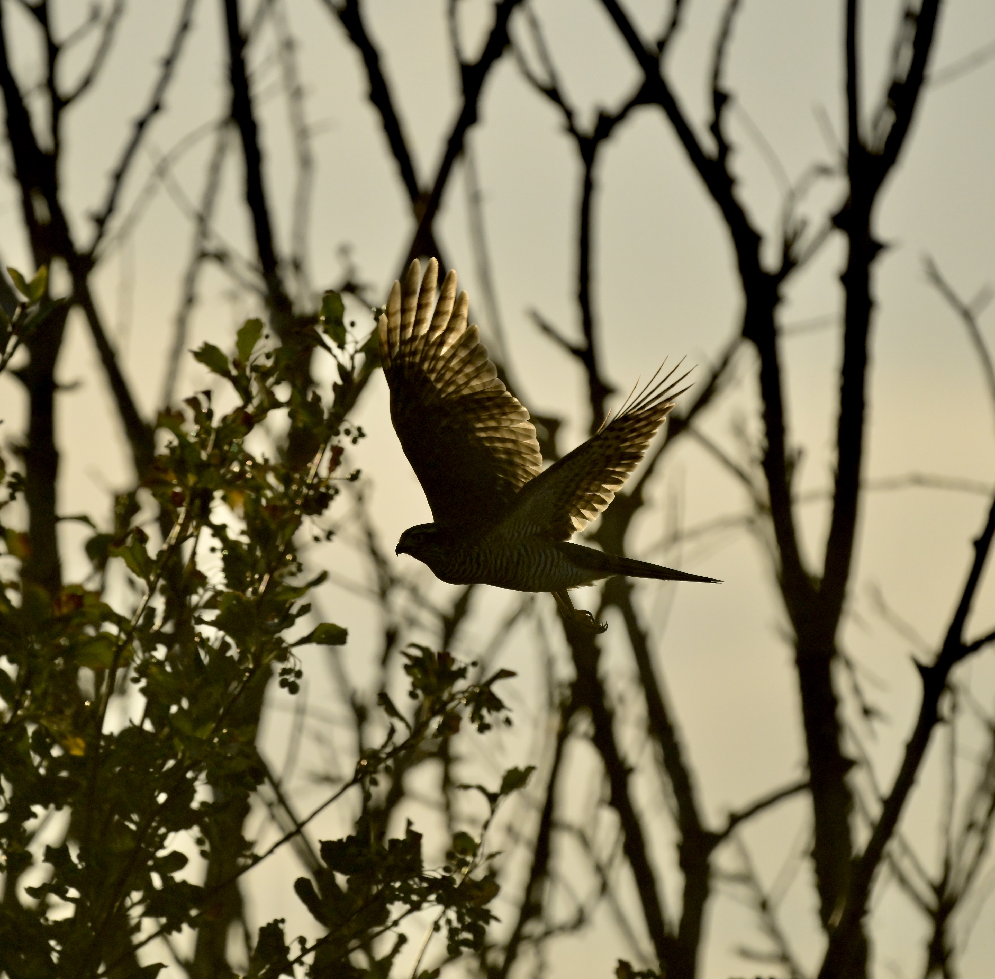 Sparrowhawk - 12-08-2026