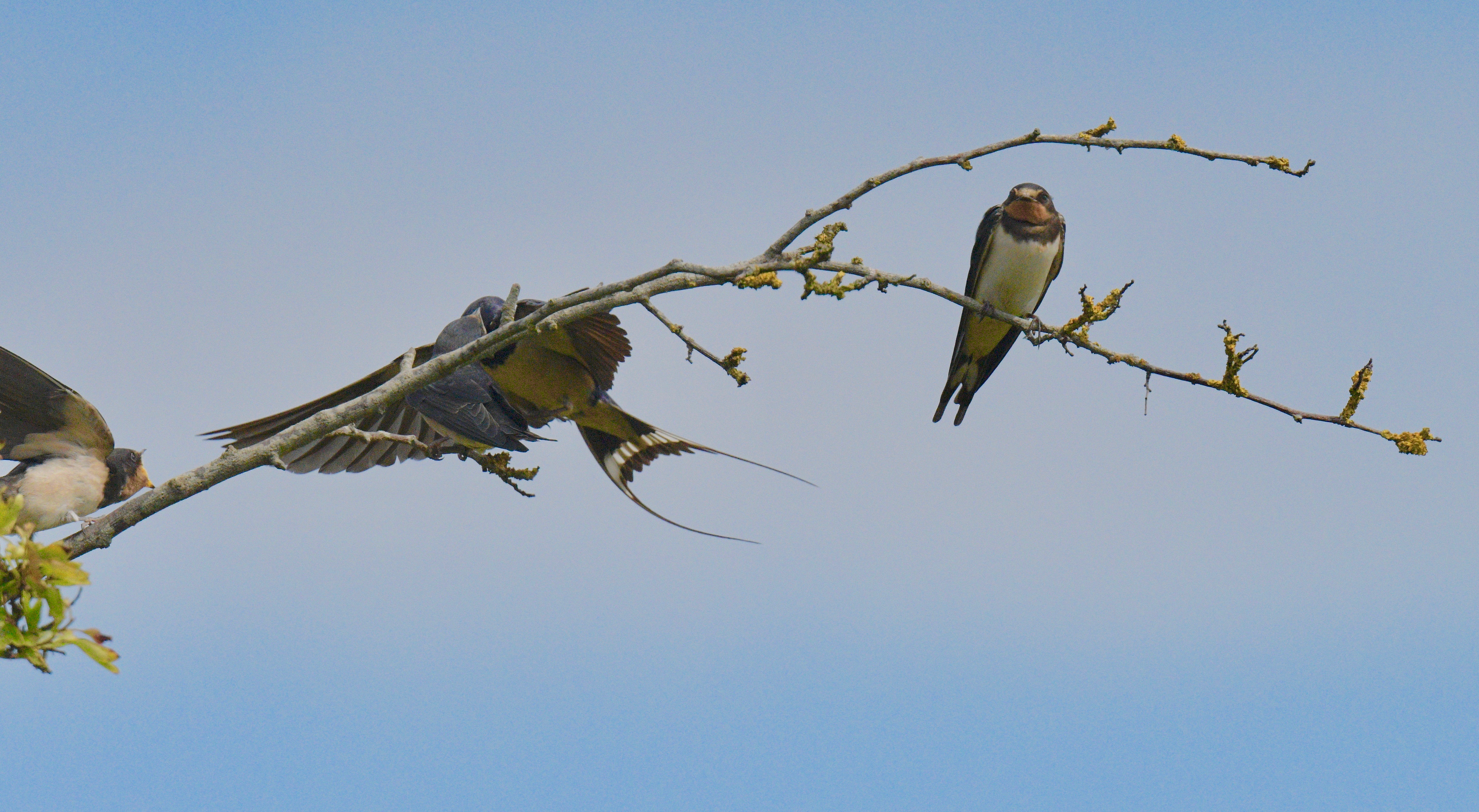 Swallow - 08-08-2023