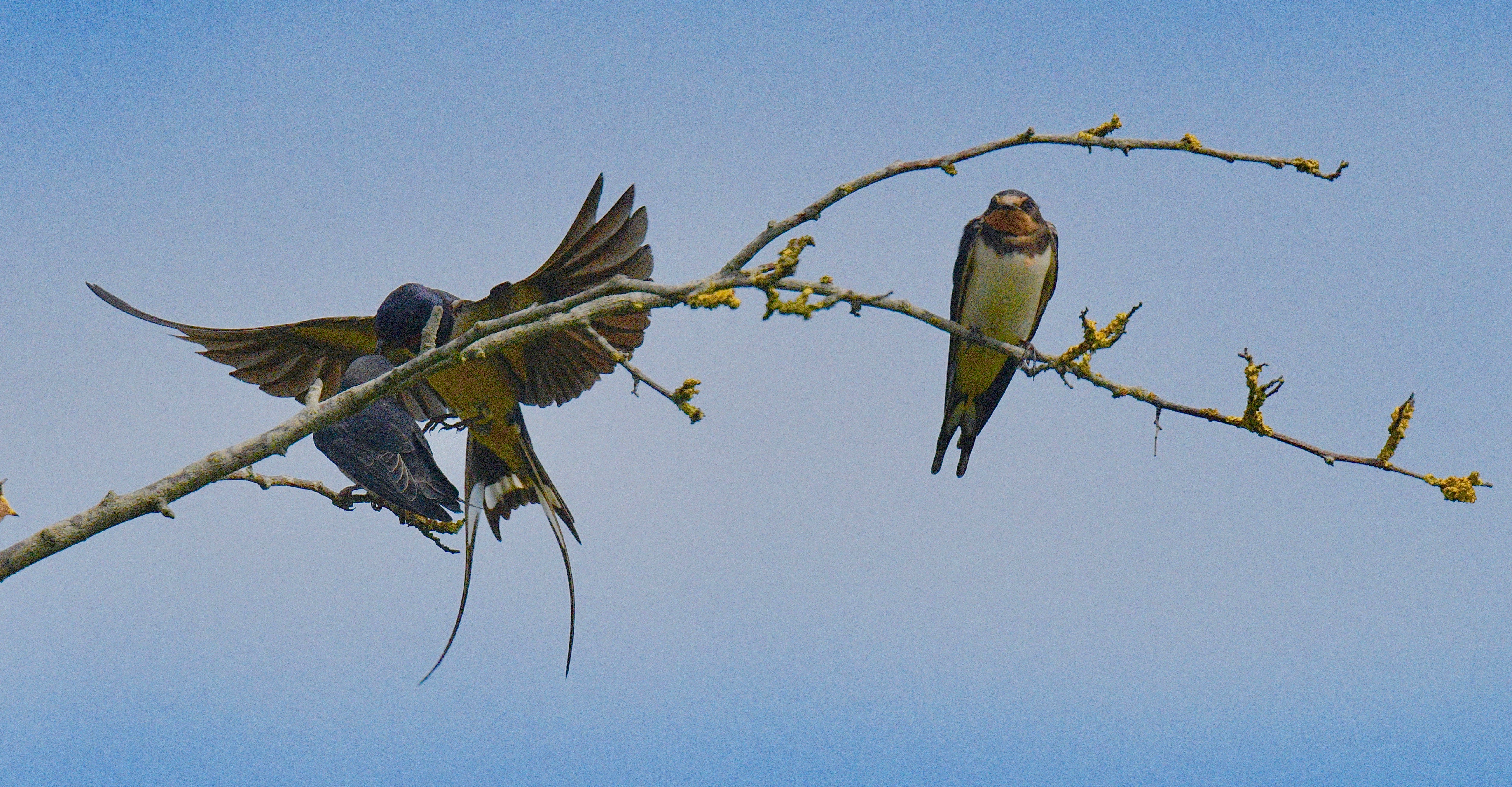 Swallow - 08-08-2023