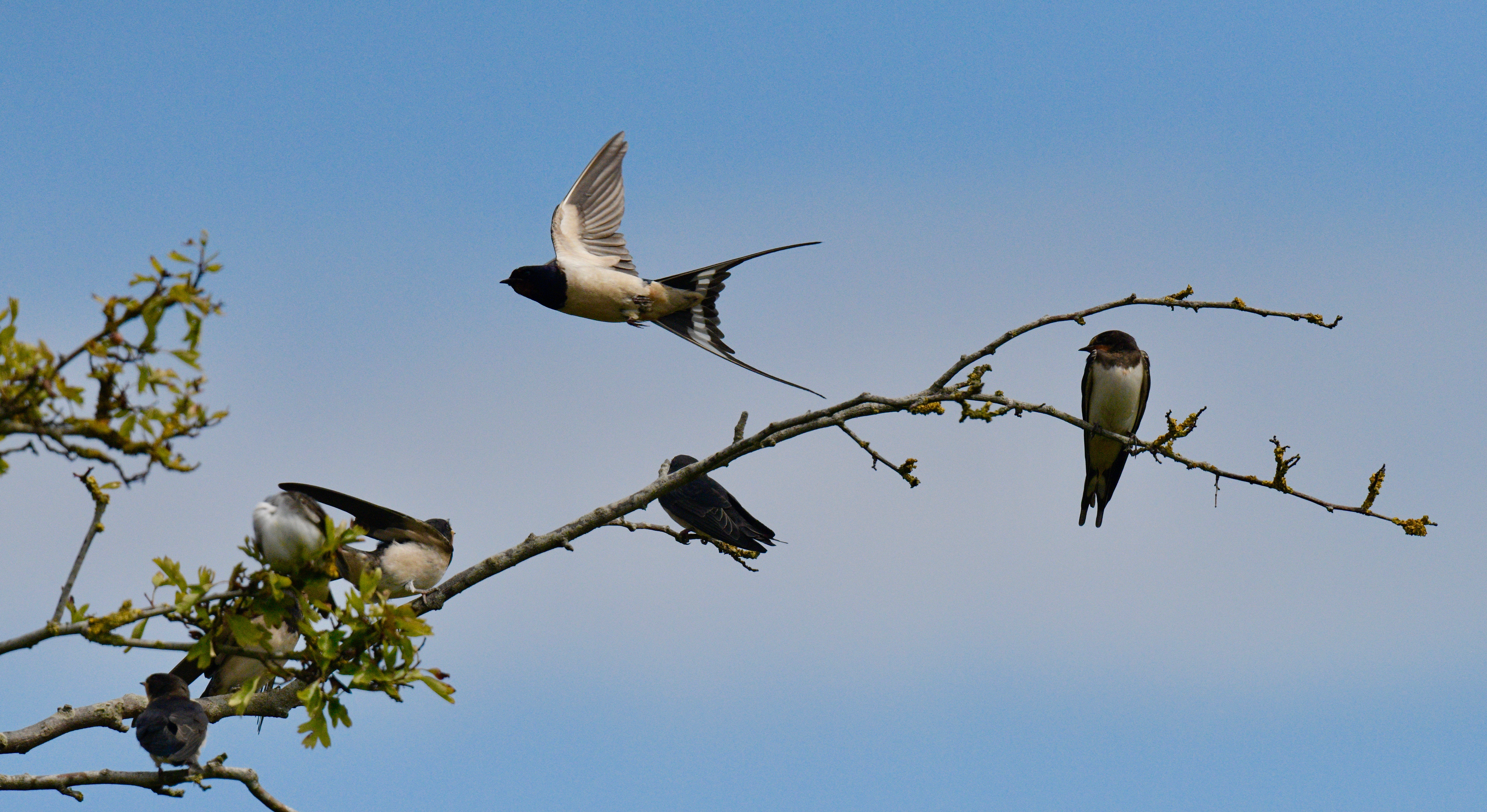 Swallow - 08-08-2023