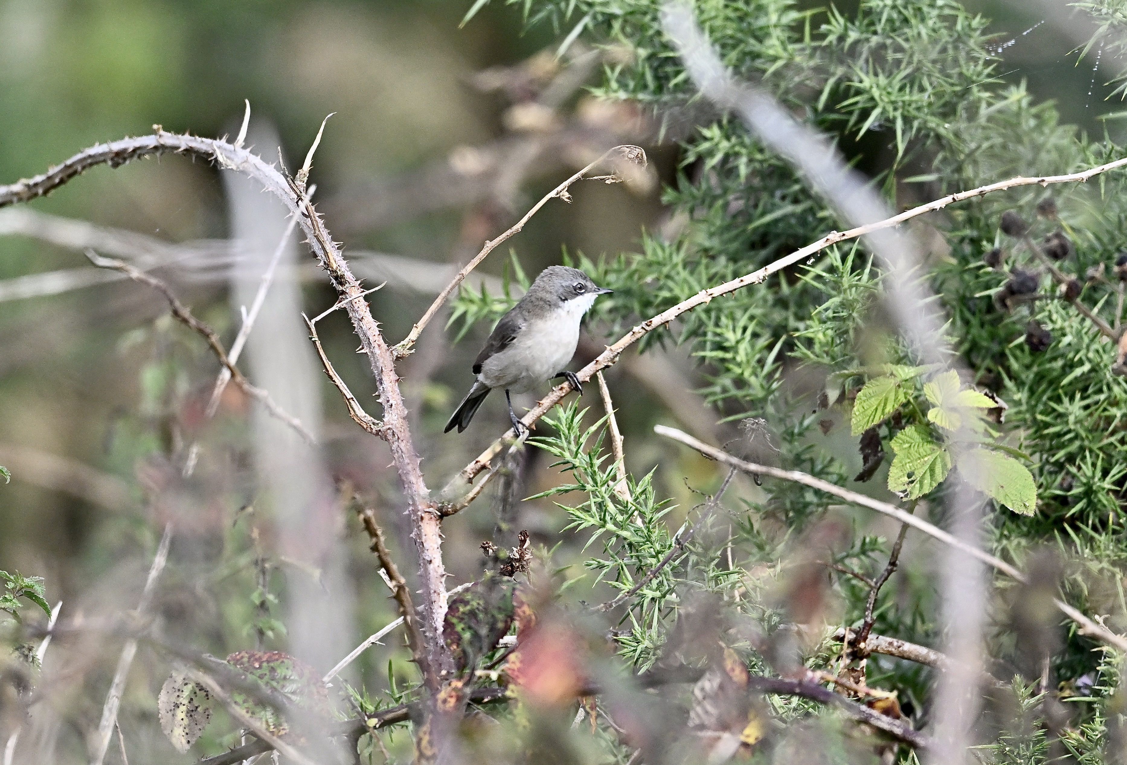 Lesser Whitethroat - 22-09-2024