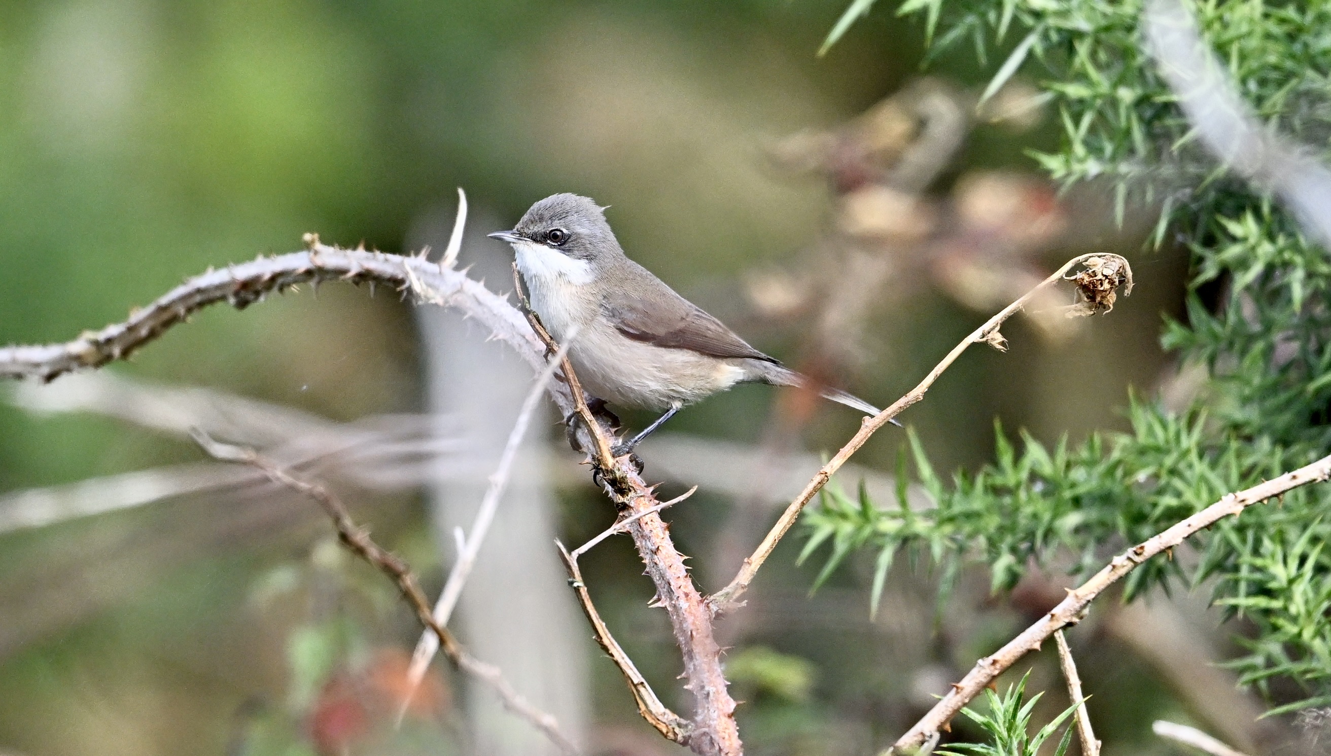 Lesser Whitethroat - 22-09-2024